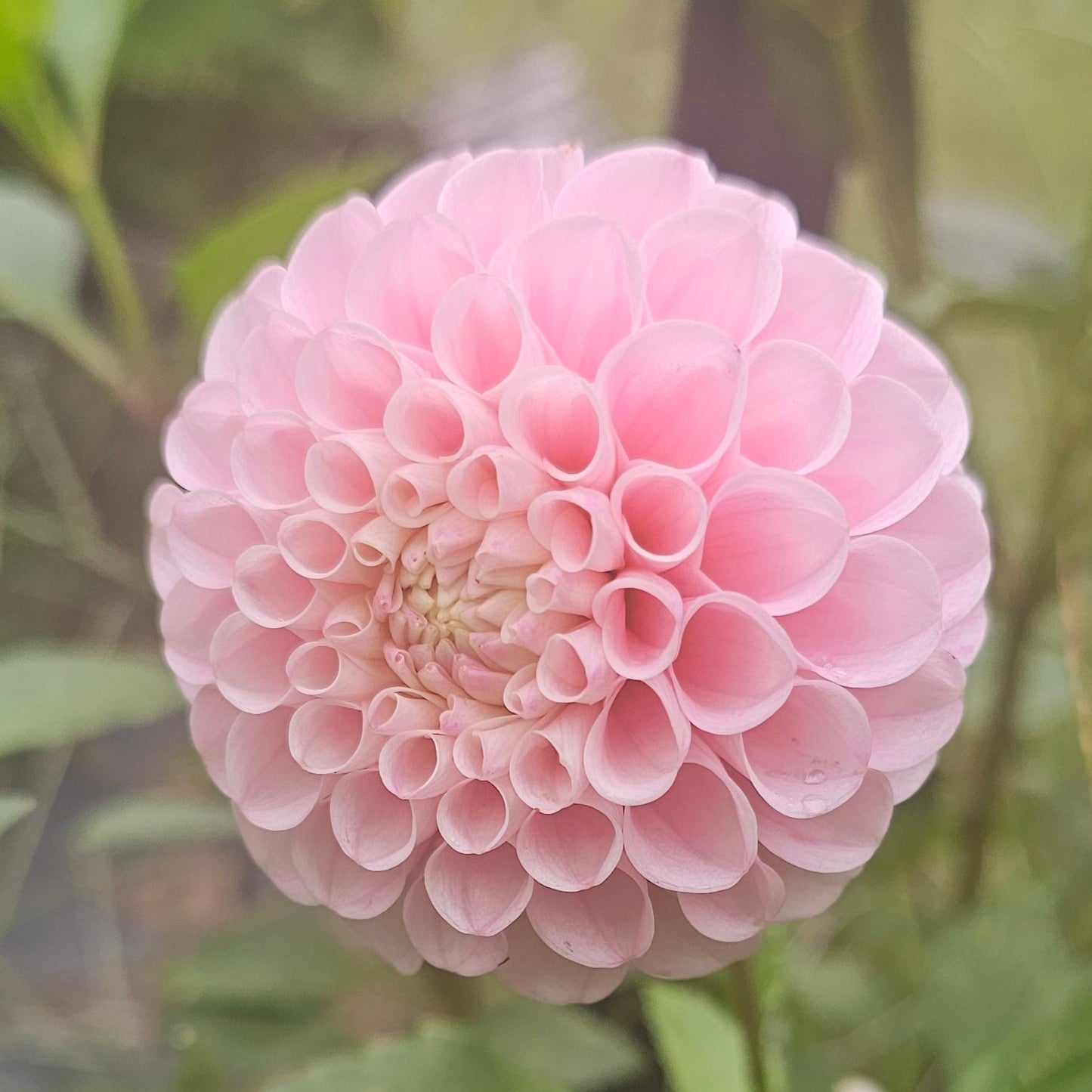 20th Ave Memory Dahlia