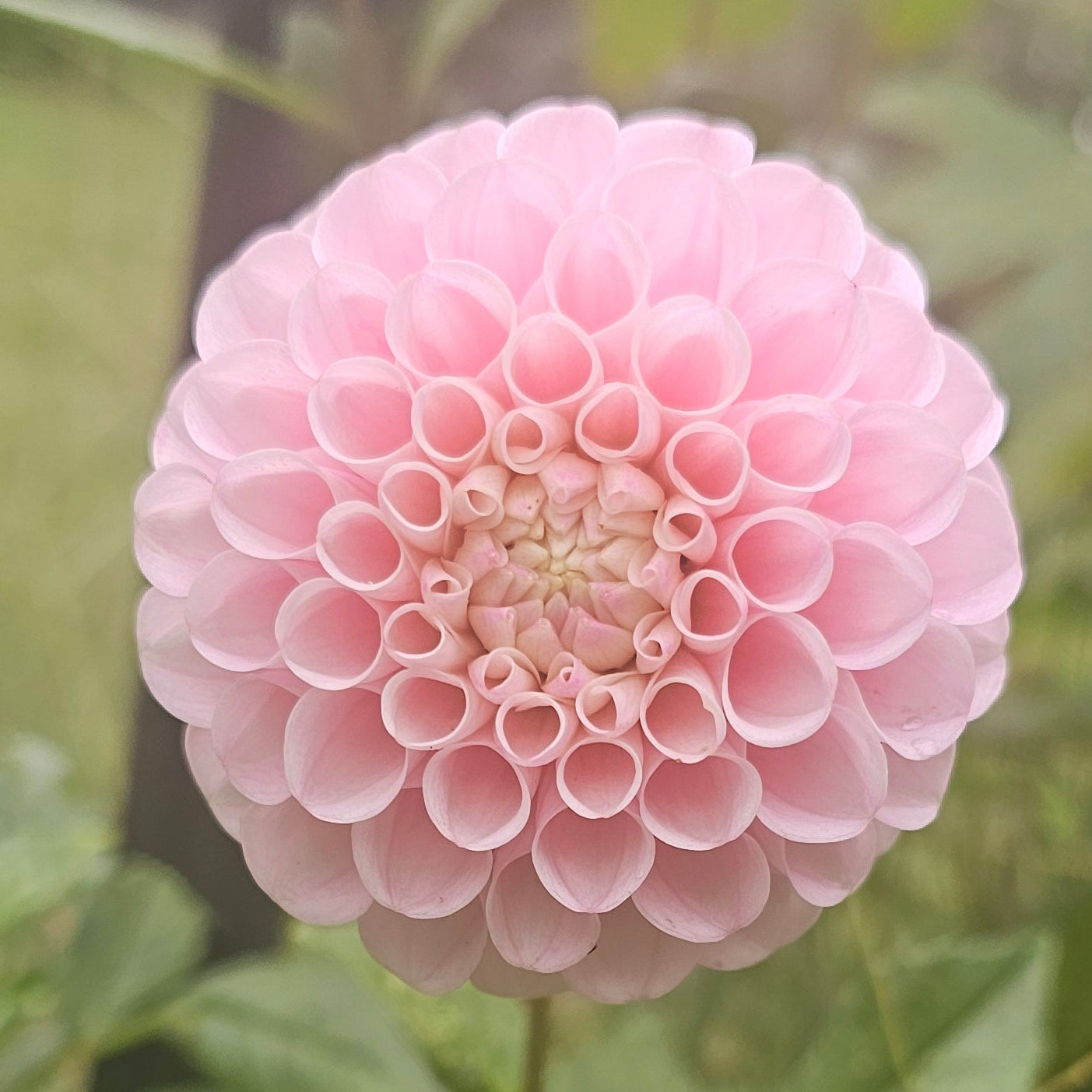 20th Ave Memory Dahlia