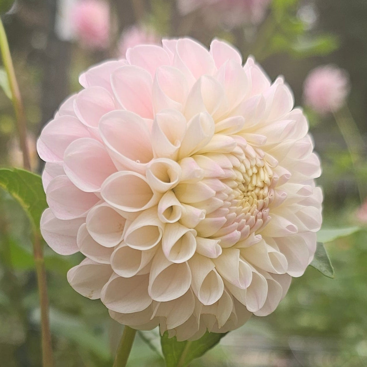 20th Ave Memory Dahlia