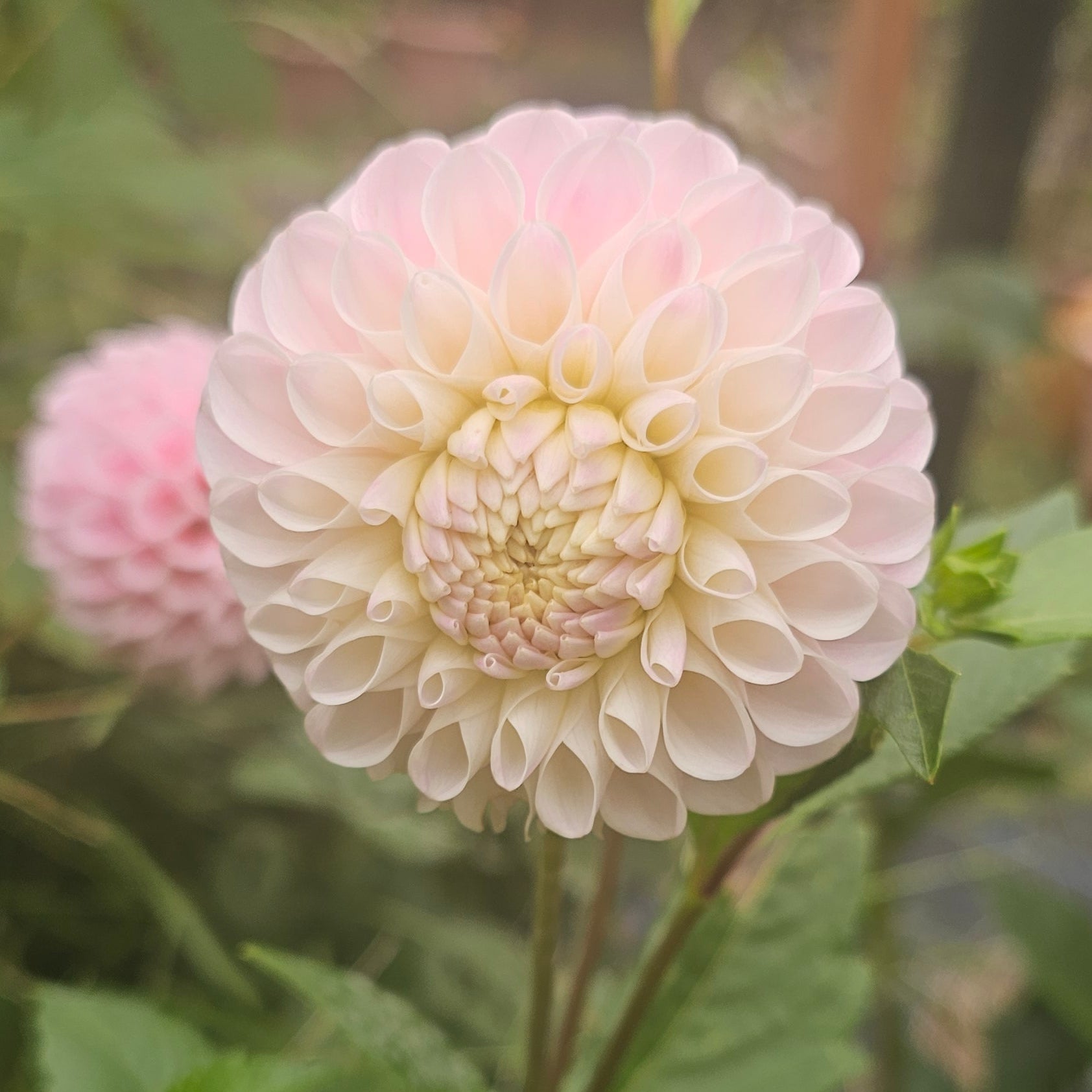 リリーズ LILIES Daisy あの空を守りたい リリーズ LILIES Daisy あの空を守りたい Amazon.co.jp: DAISY
