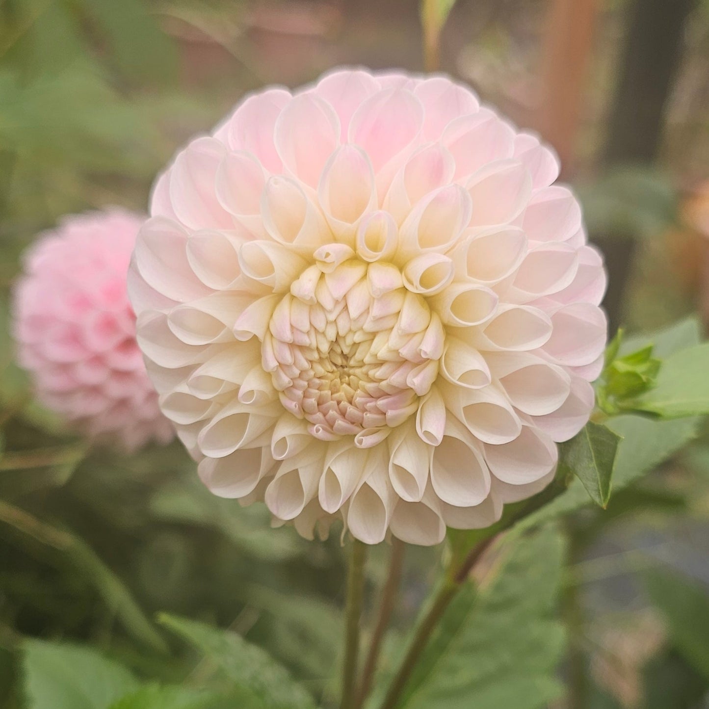 20th Ave Memory Dahlia