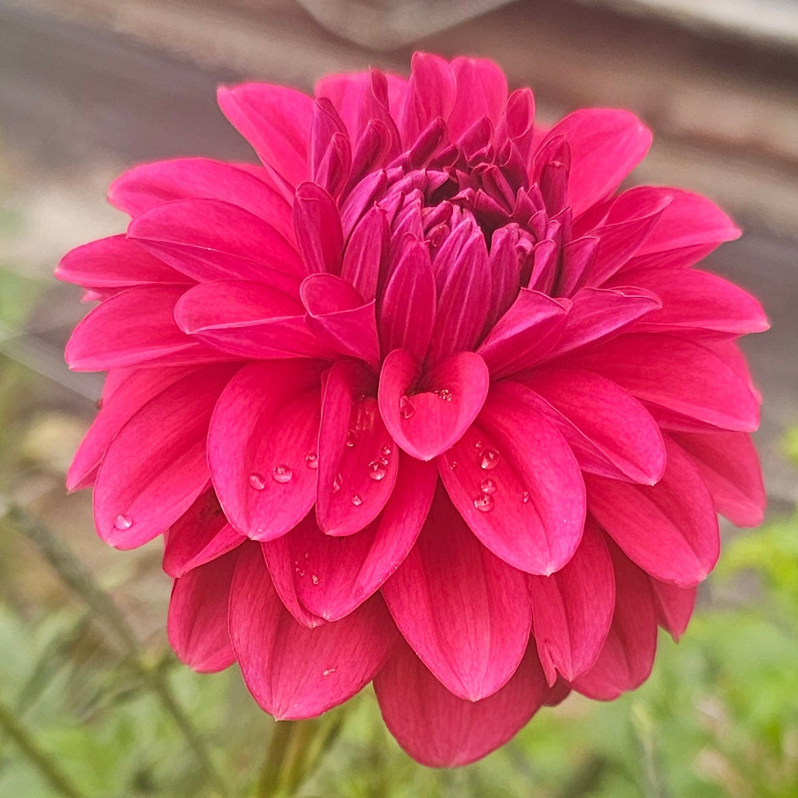 Perch Hill Dahlia