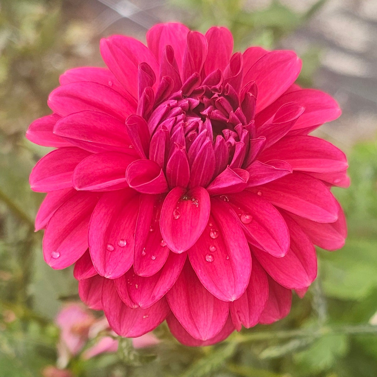 Perch Hill Dahlia