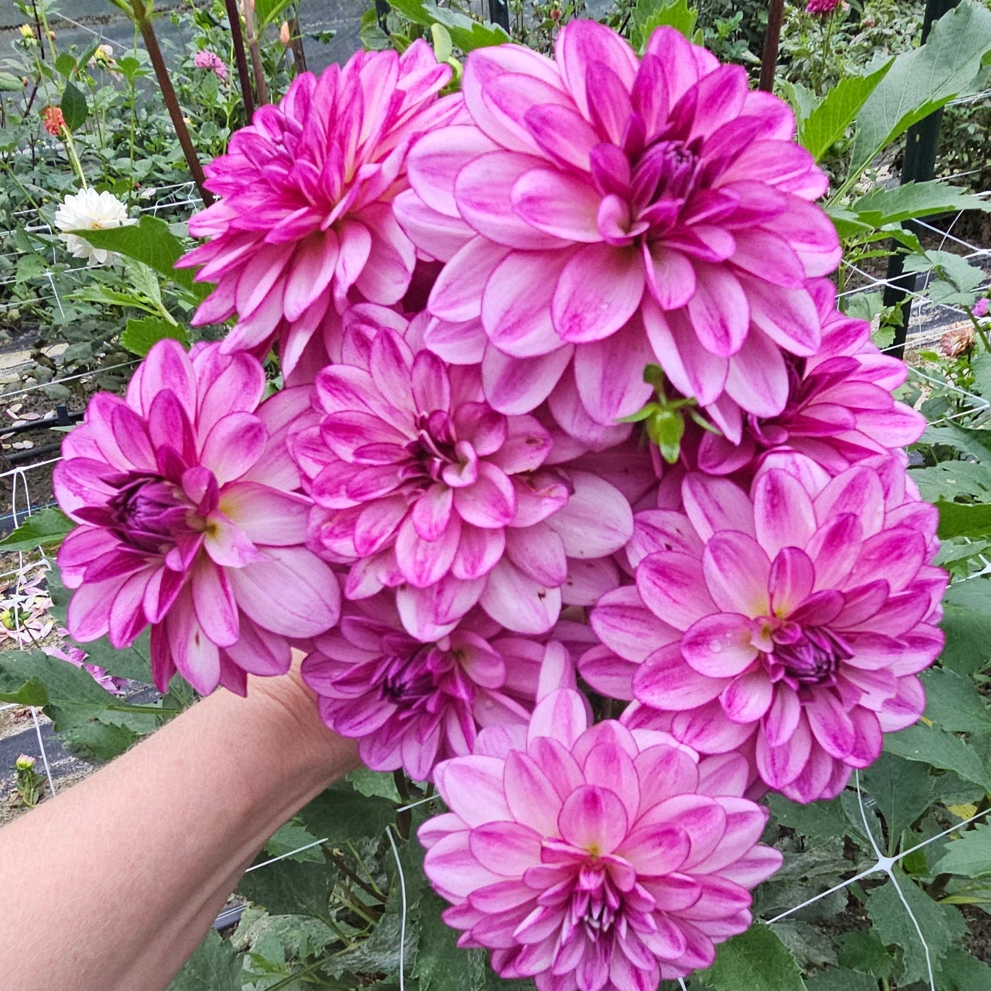 Seduction Dahlia
