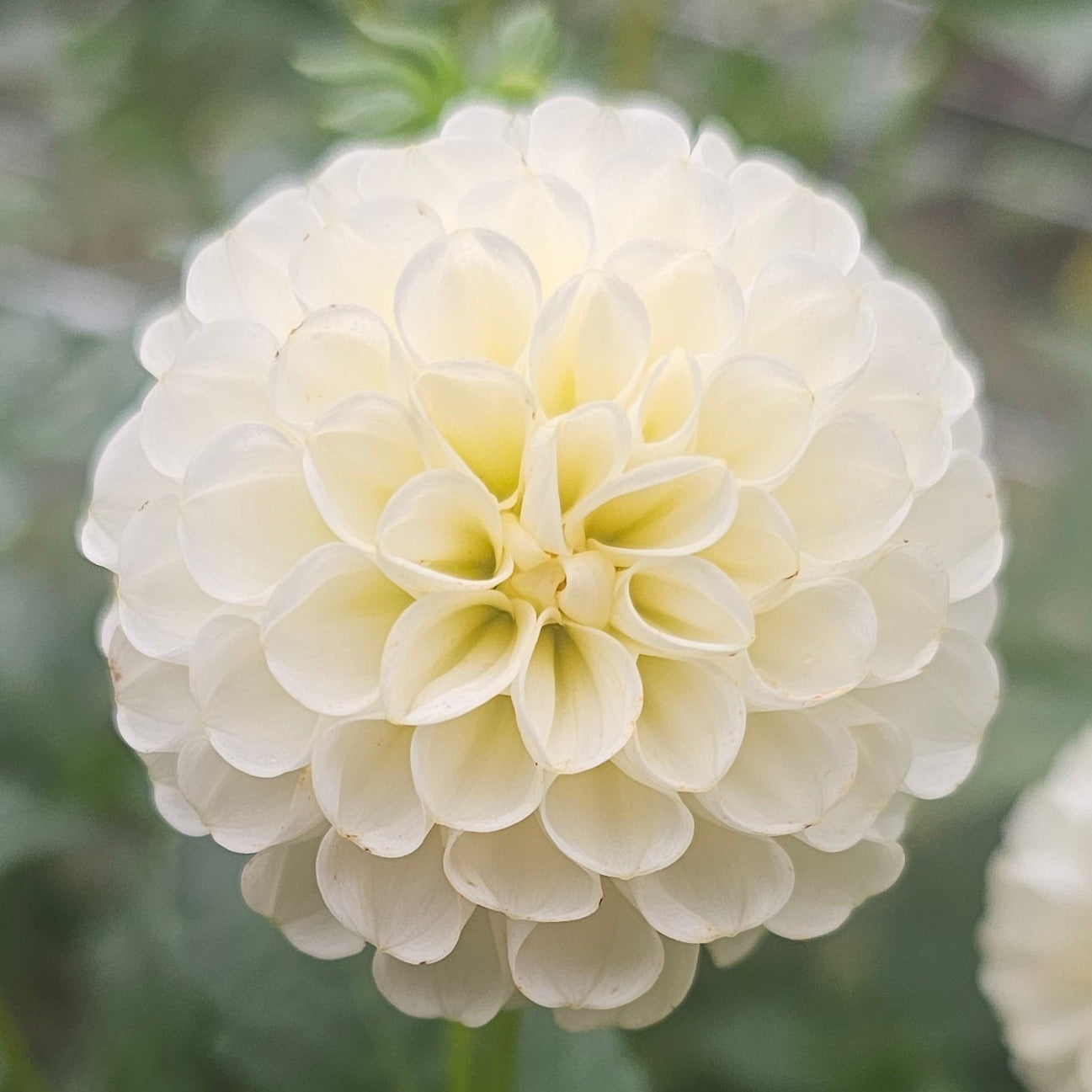 Small World Dahlia