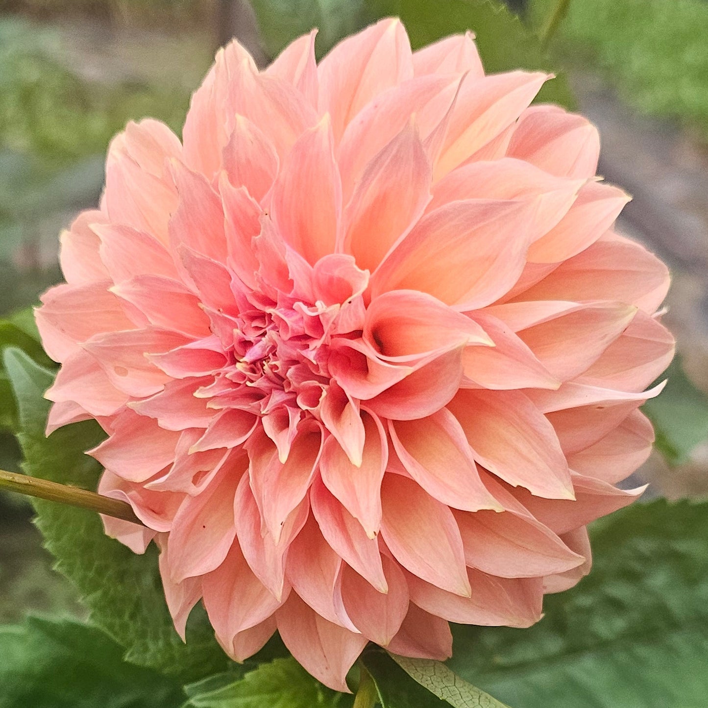 Newaukum Honey Dahlia