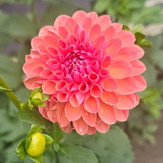 Apricot Breeze Dahlia