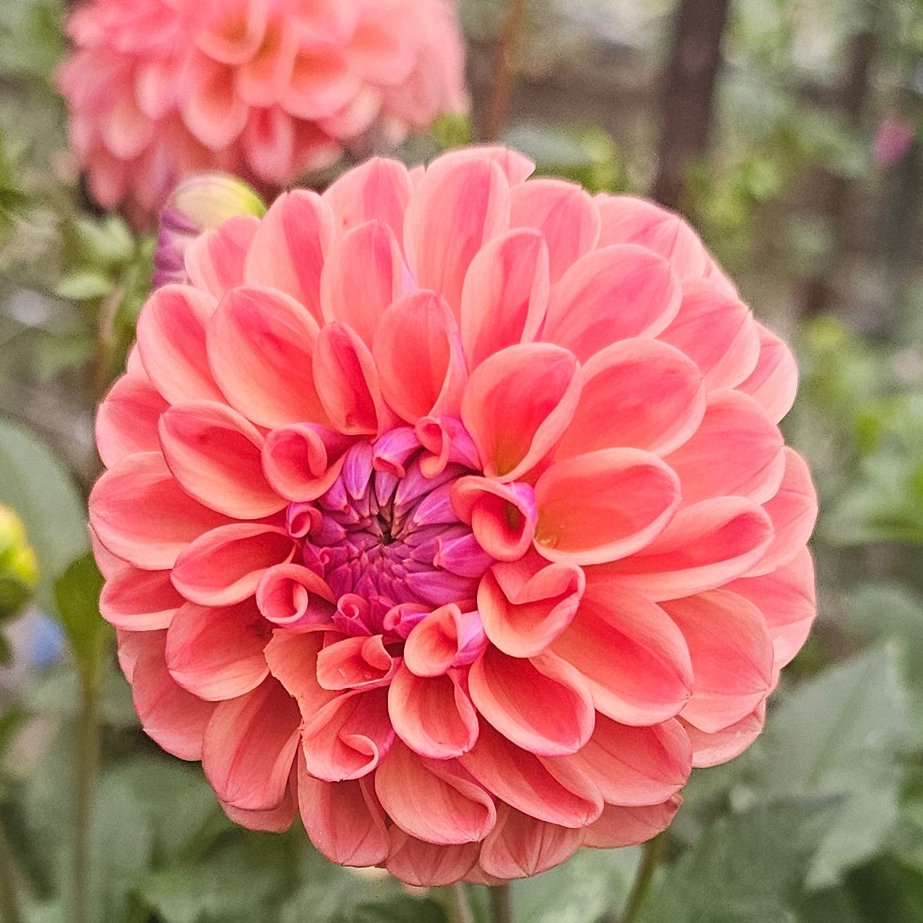 Chewy Dahlia