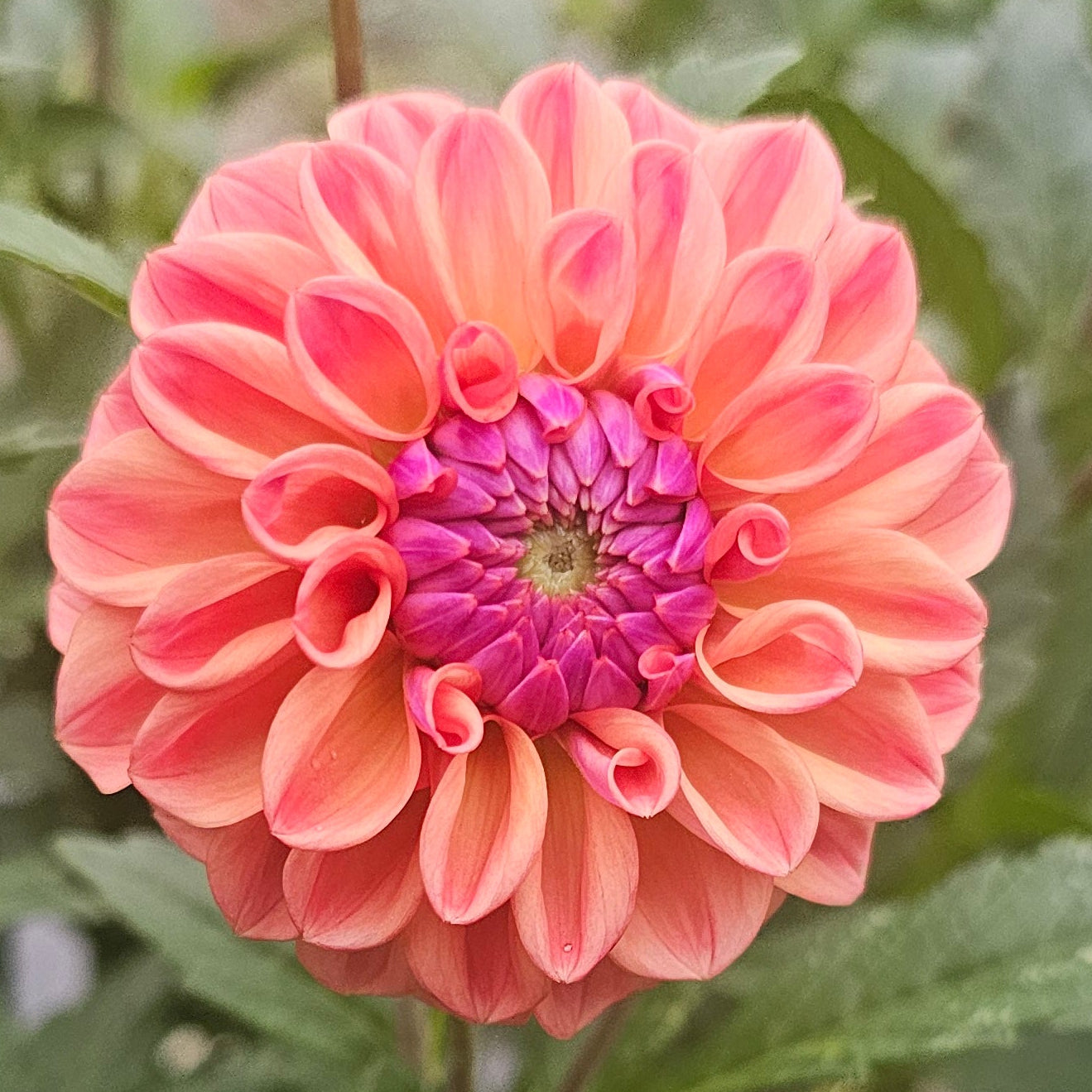Chewy Dahlia