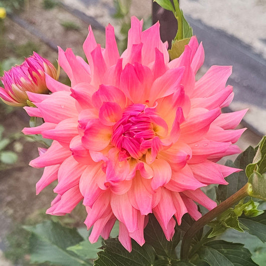 Normandy Lisanne Dahlia