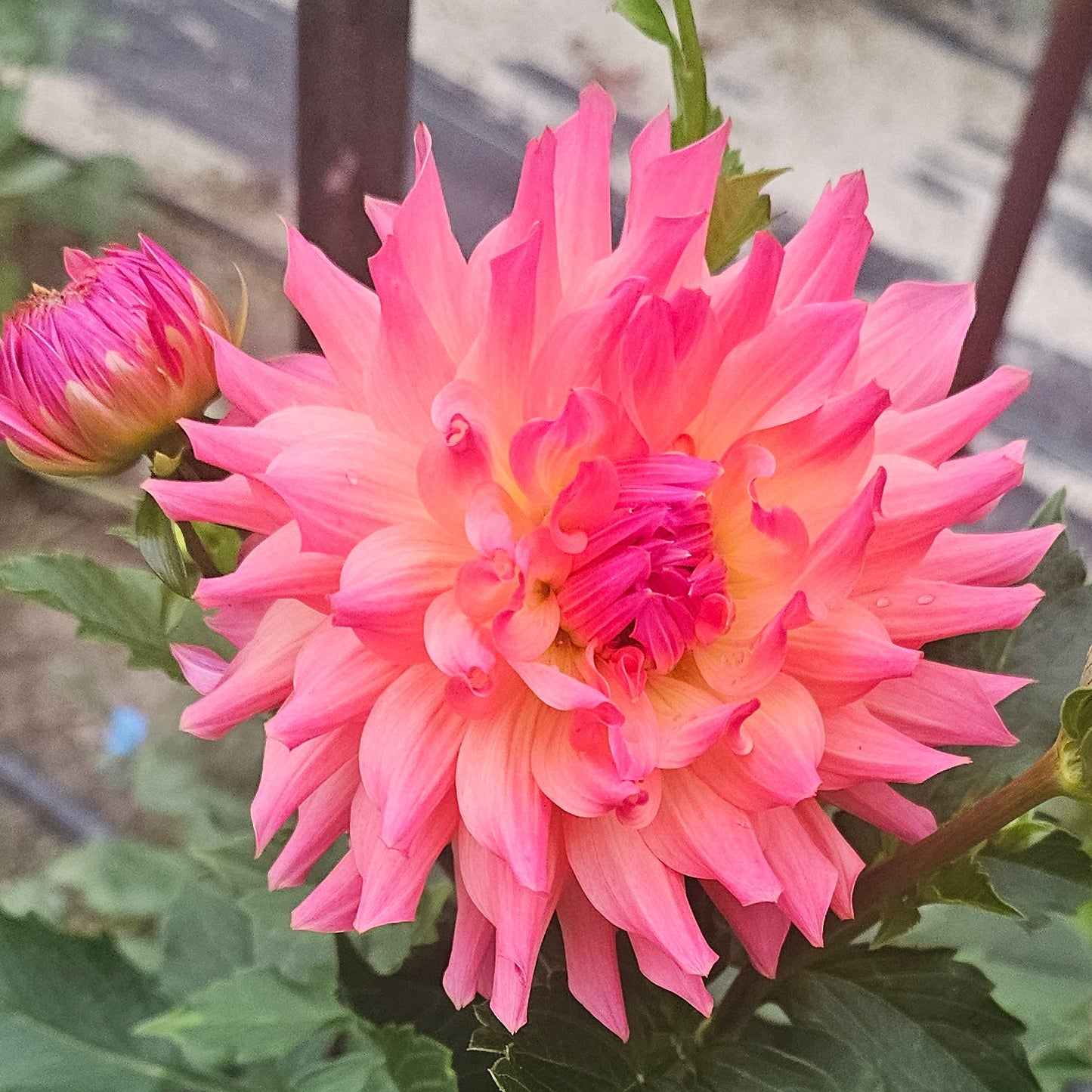 Normandy Lisanne Dahlia