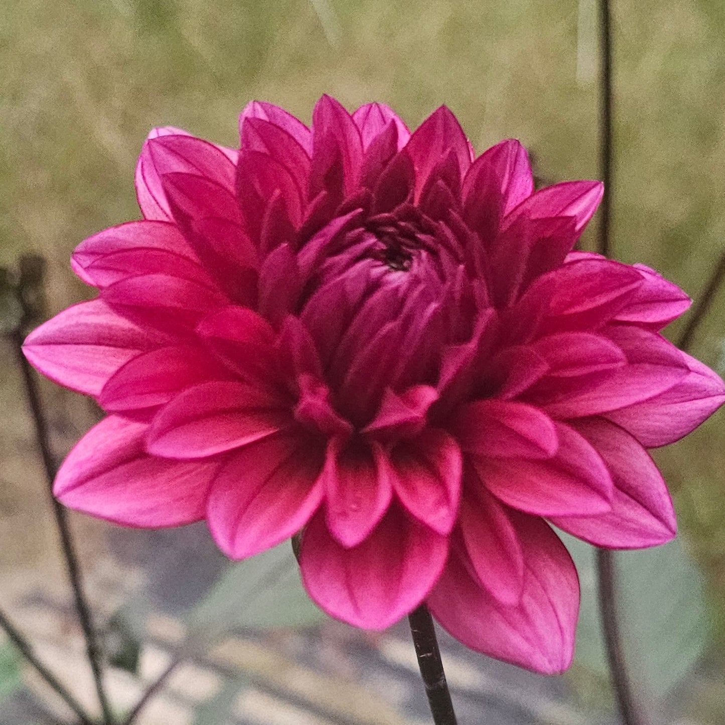 Molly Raven Dahlia