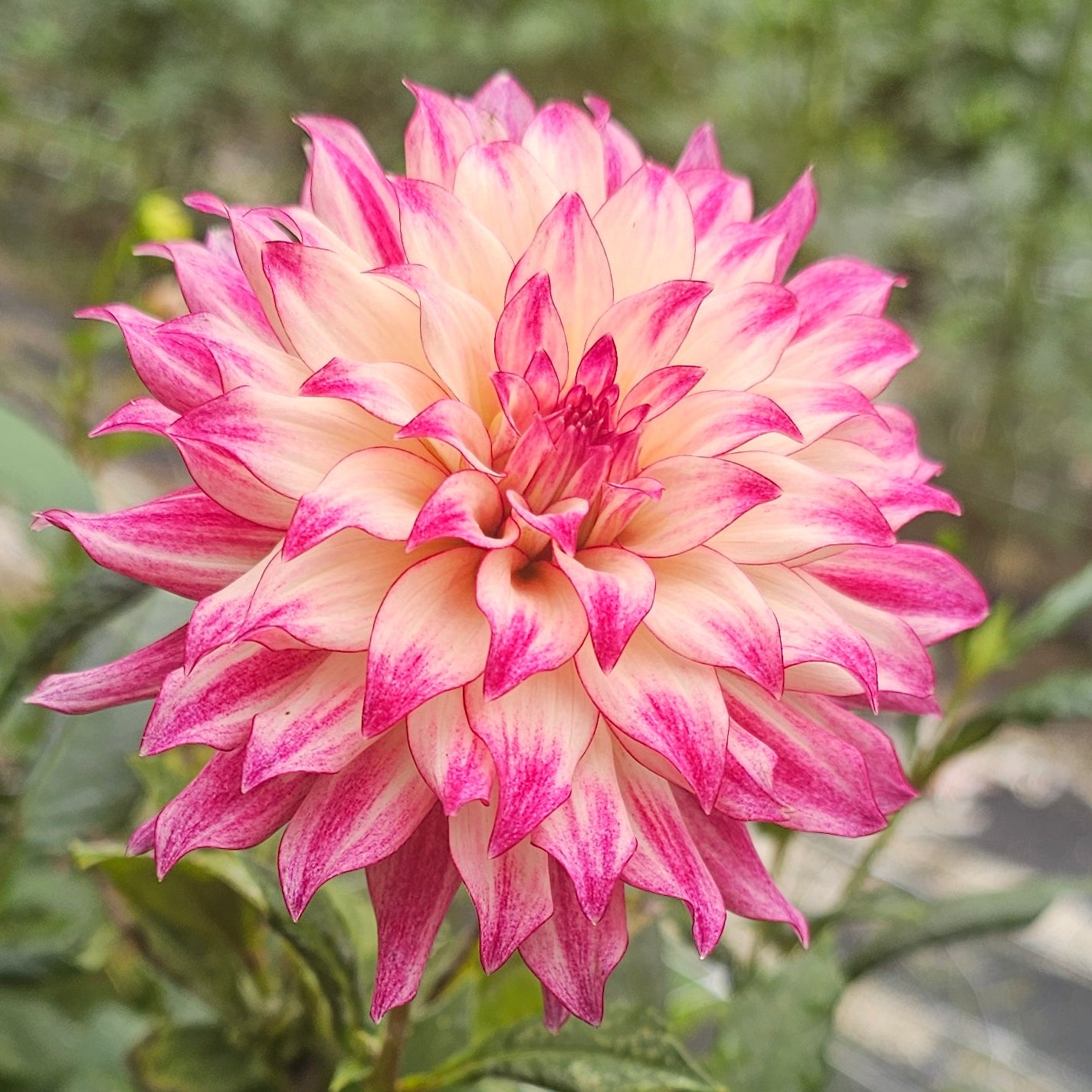 CDP Strawberry Cheesecake Dahlia