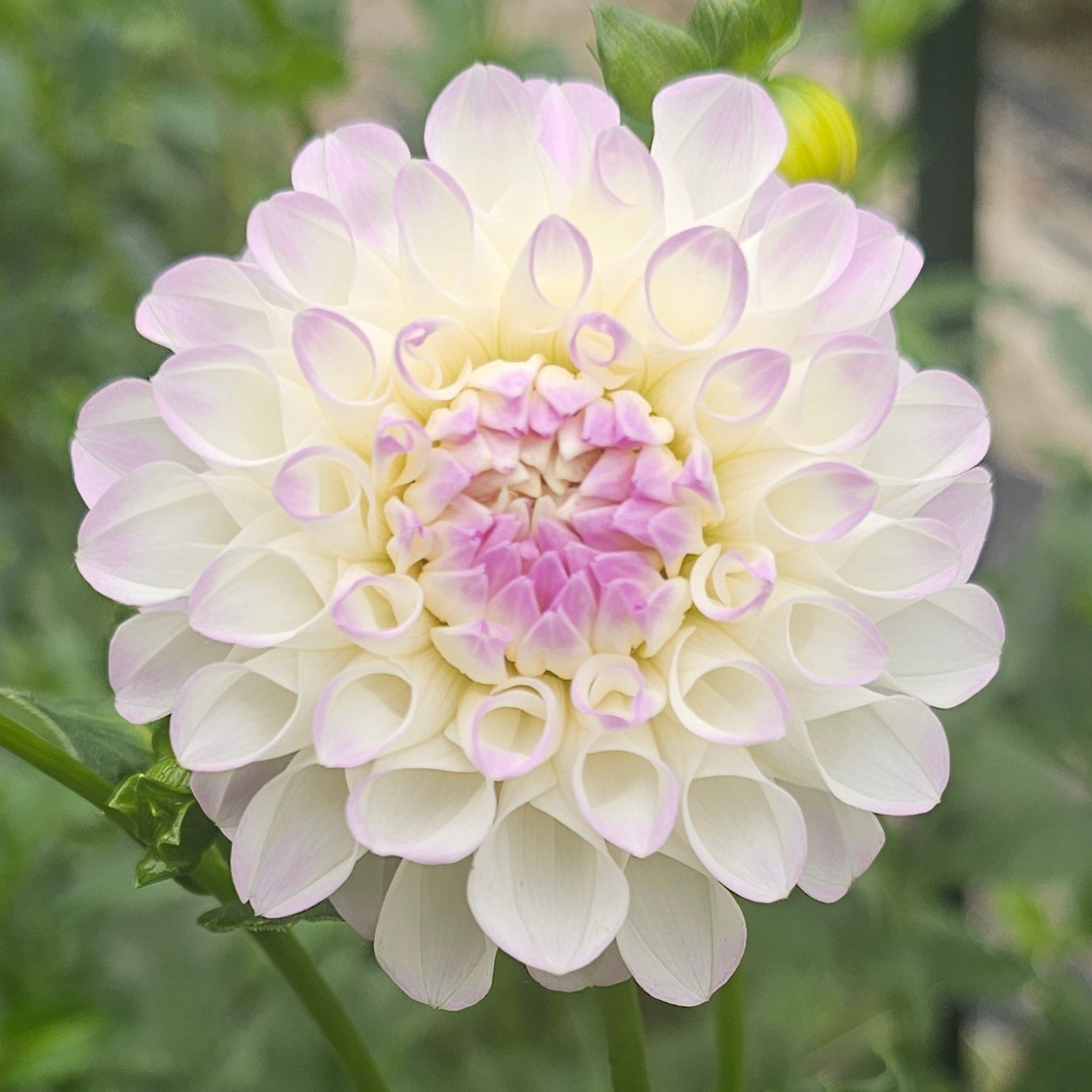 Midnight Moon Dahlia