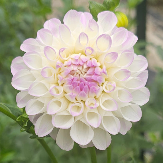 Midnight Moon Dahlia