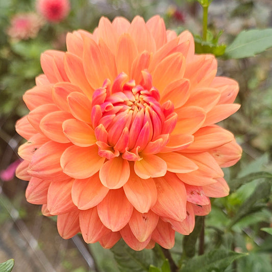 Renato Tosio Dahlia