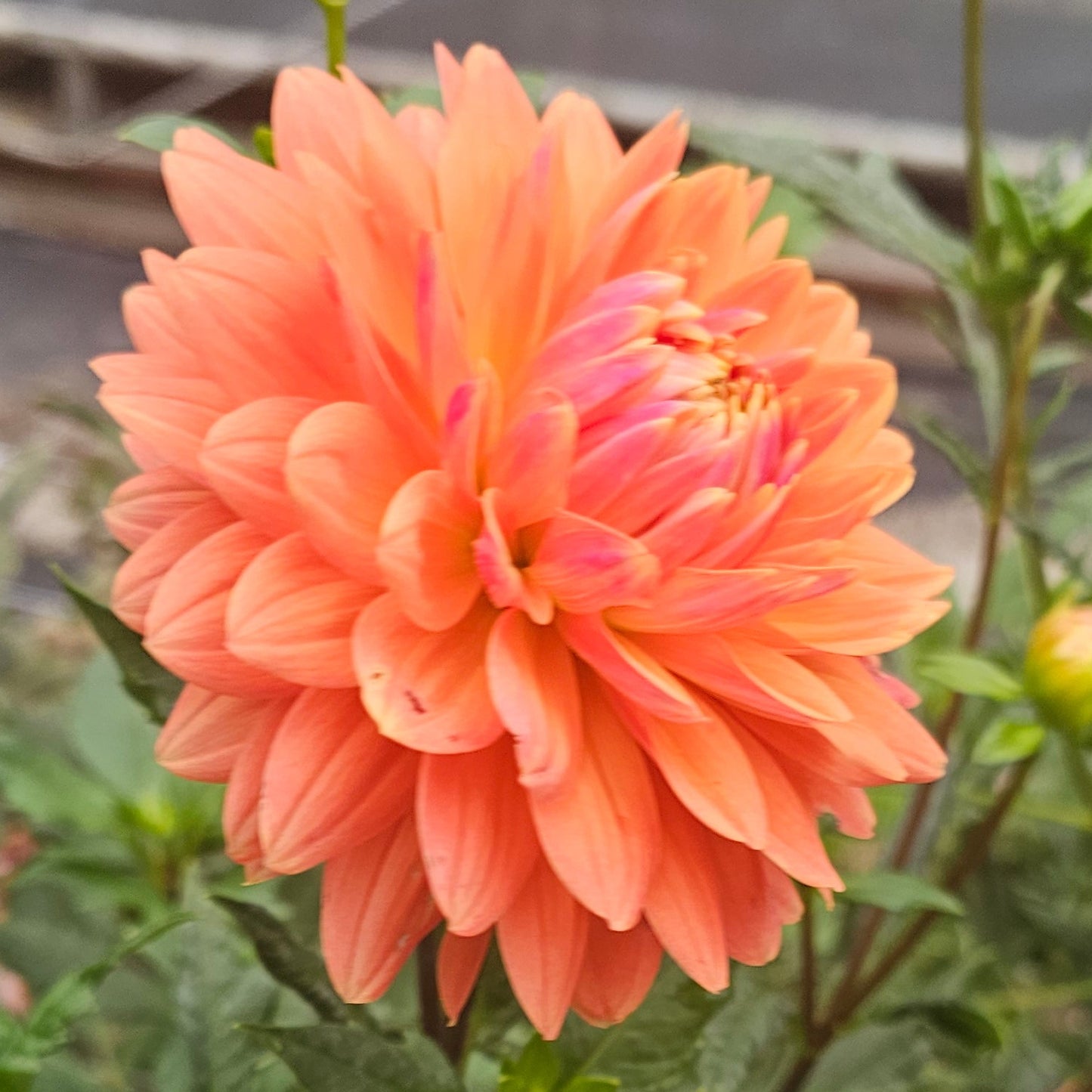 Renato Tosio Dahlia
