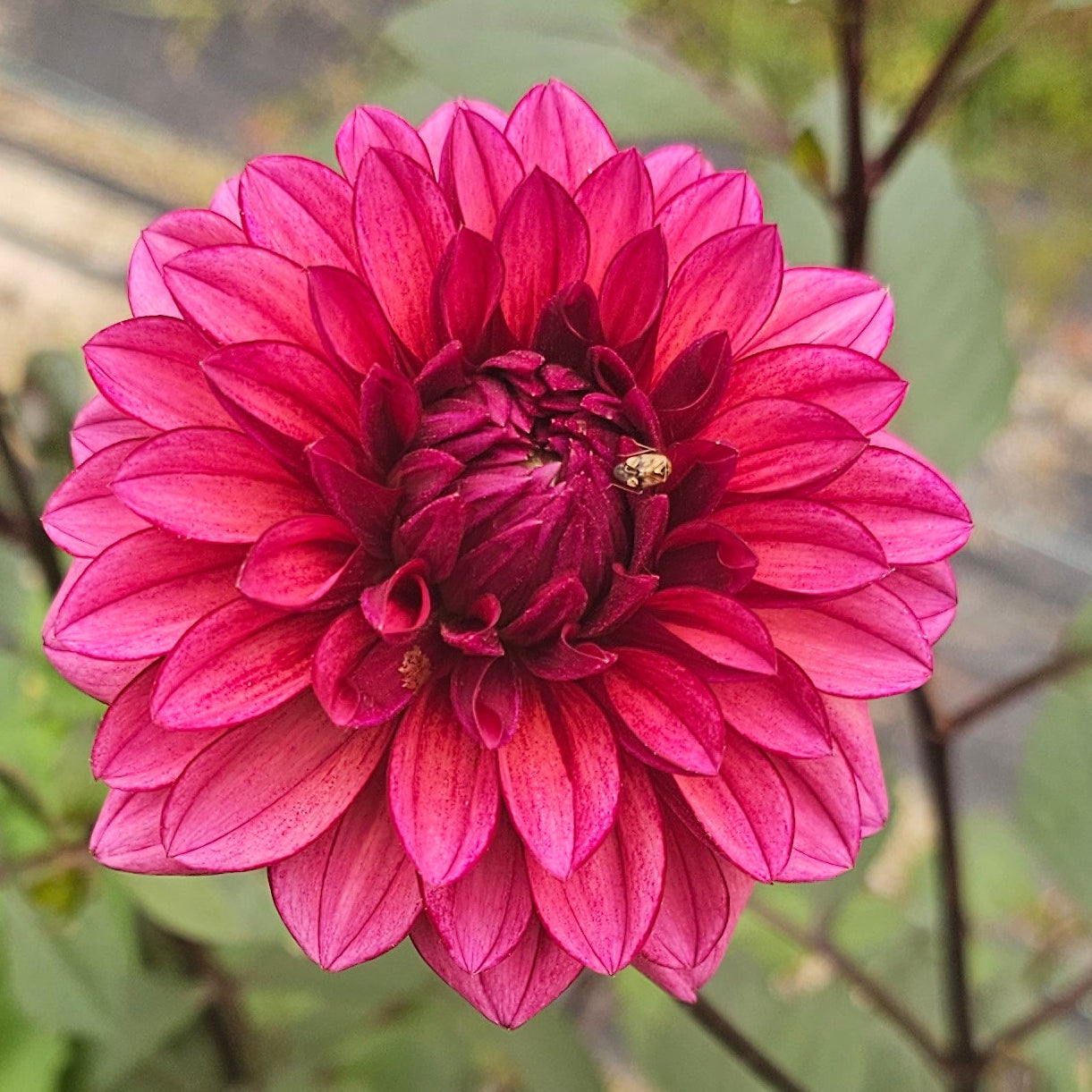 Molly Raven Dahlia