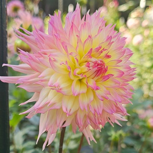 Vista Char Dahlia