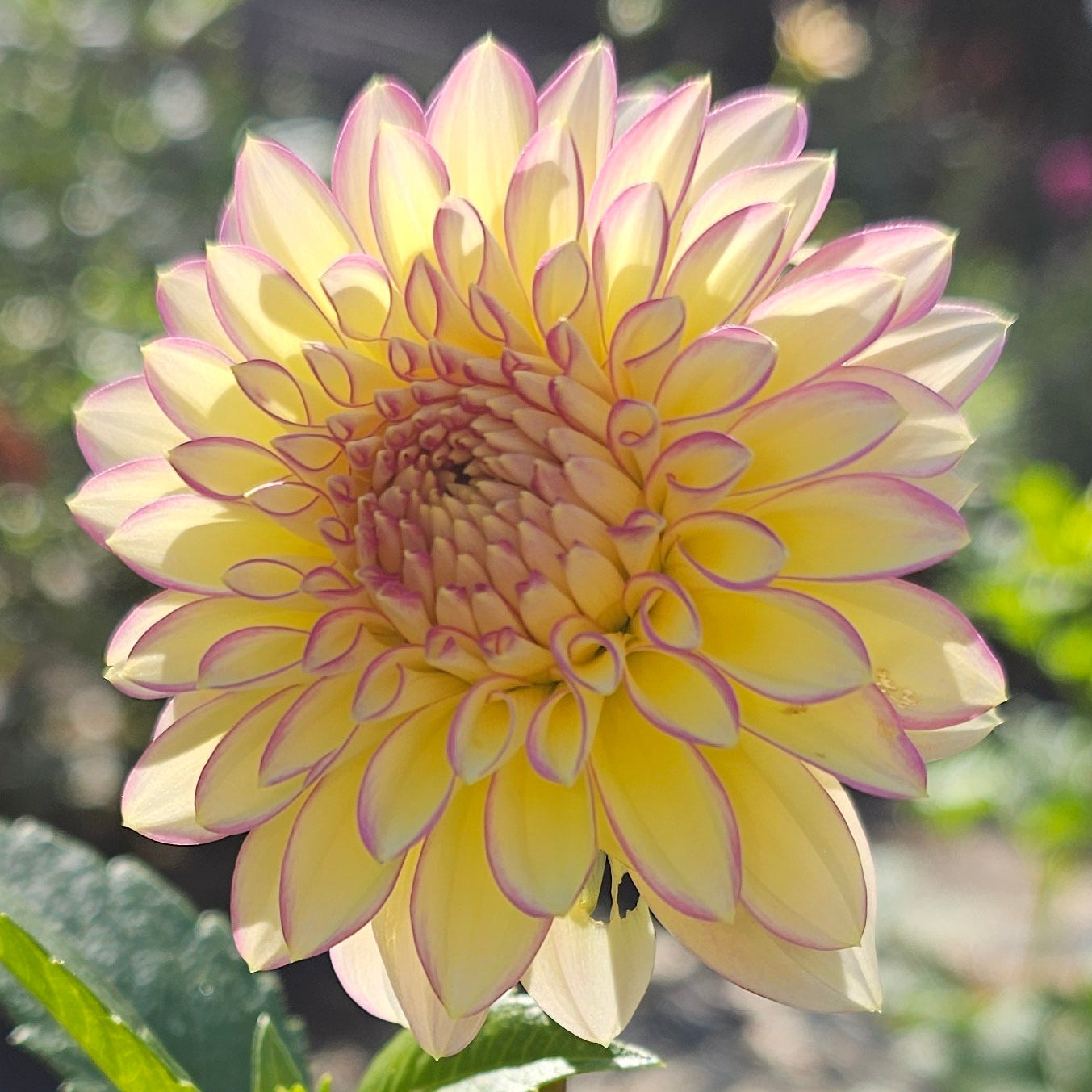 Bloomquist Blush Dahlia