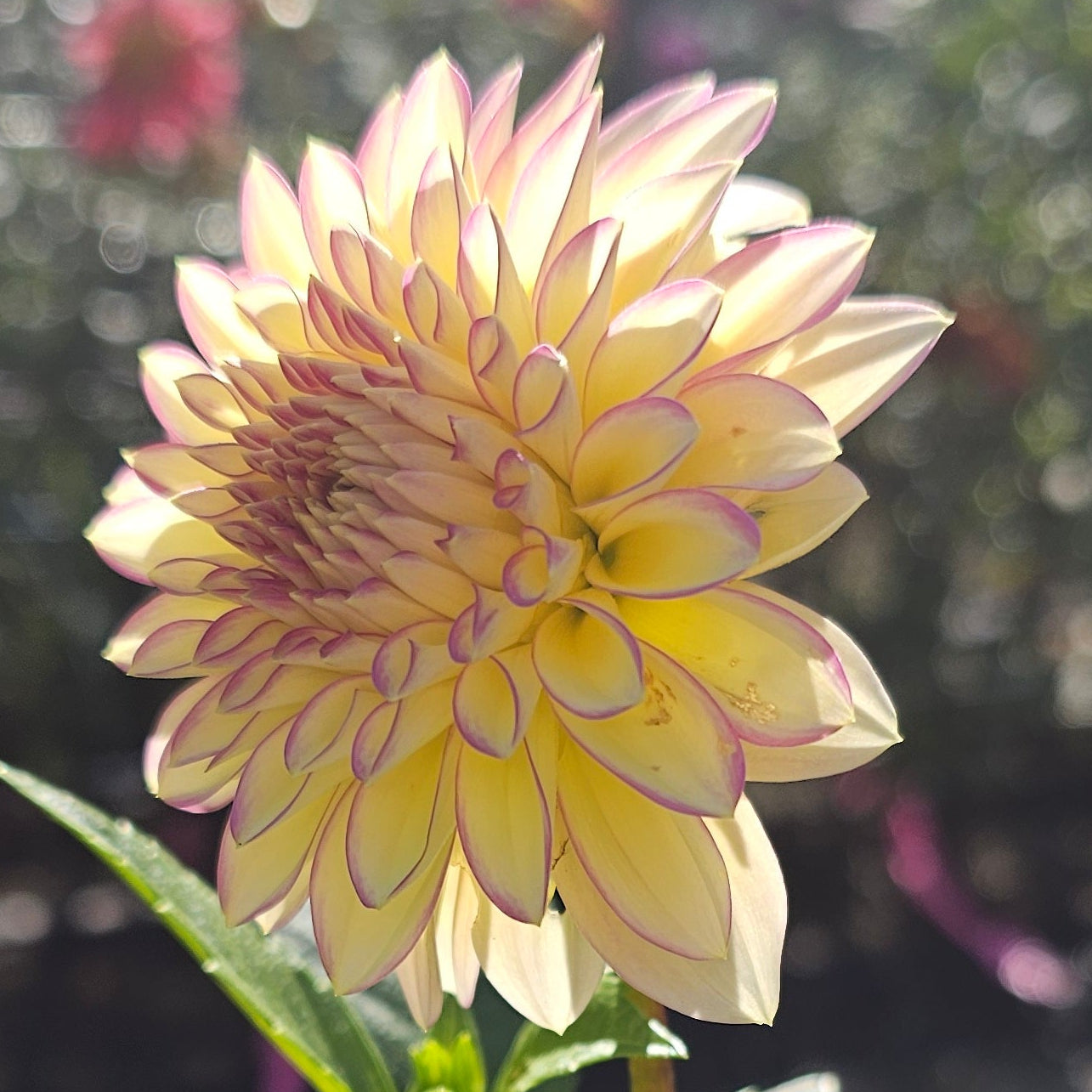 Bloomquist Blush Dahlia