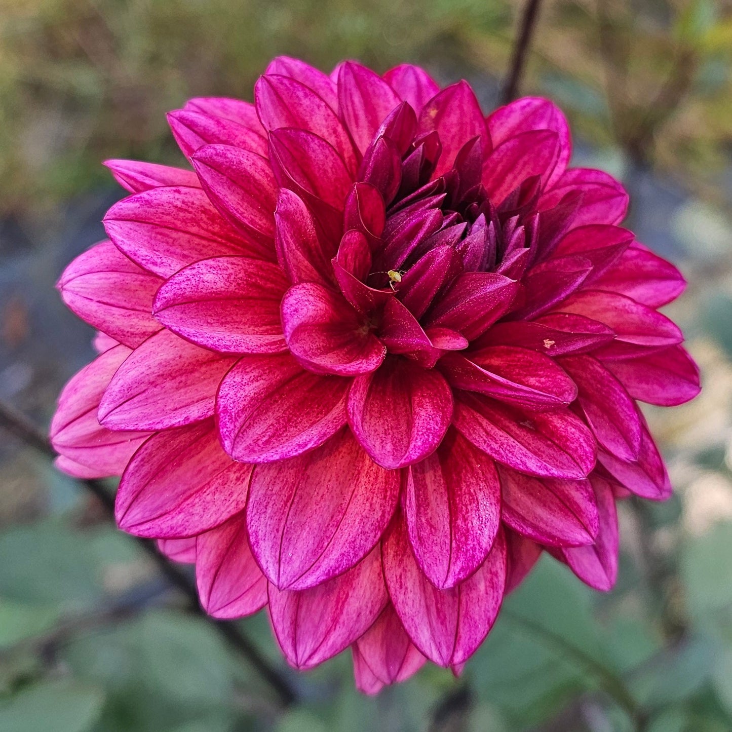 Molly Raven Dahlia
