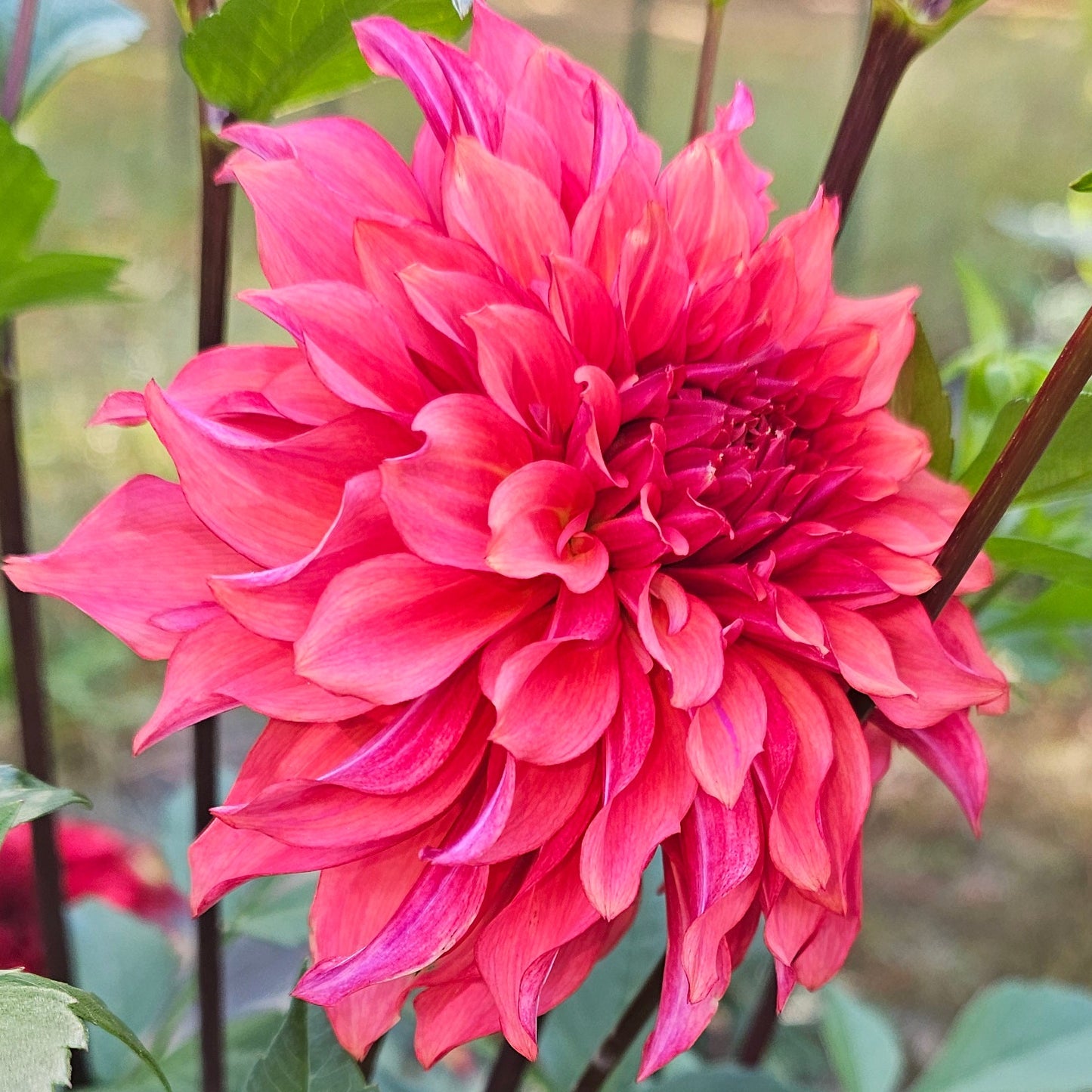 Lakeview Storm Dahlia