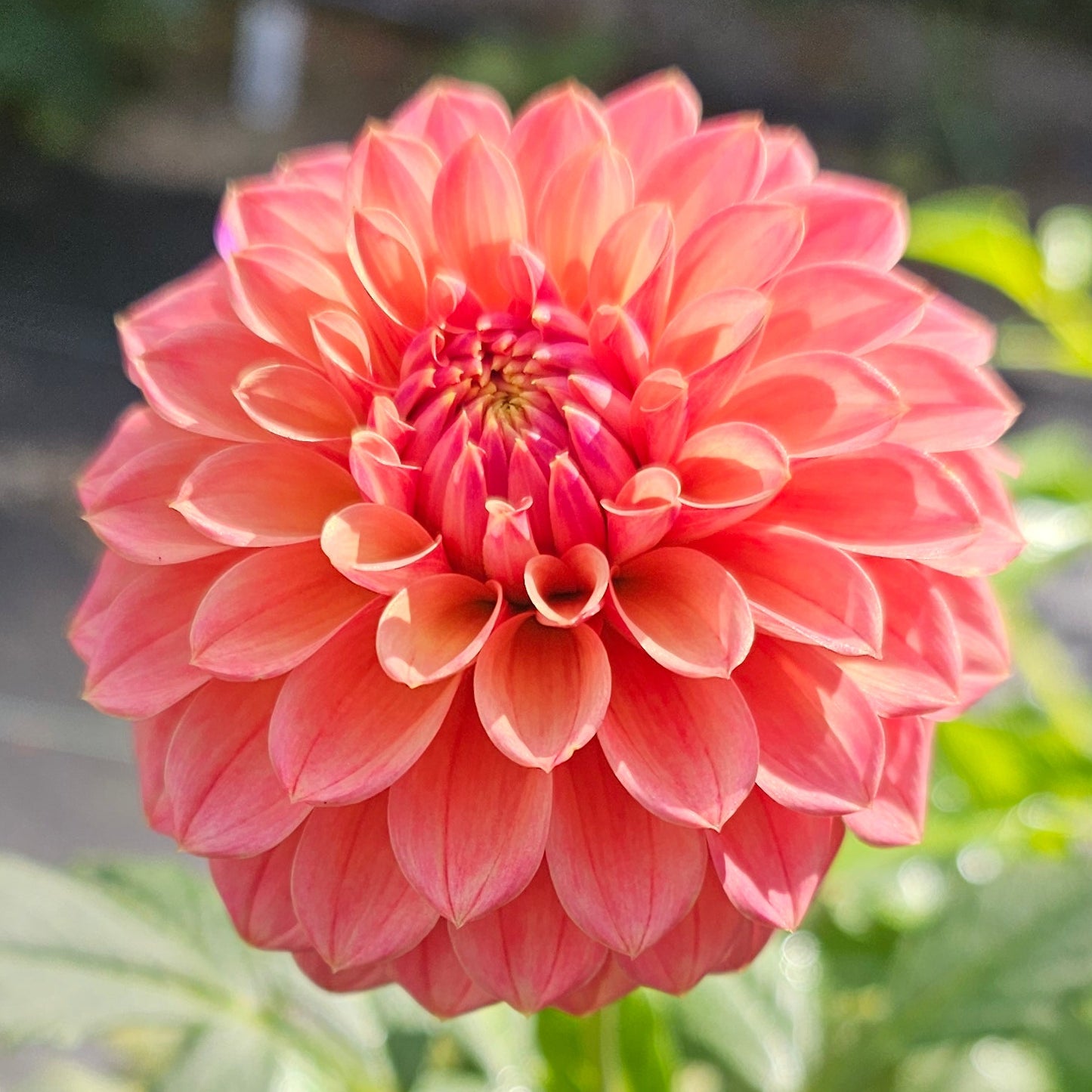 Mission Zest Dahlia
