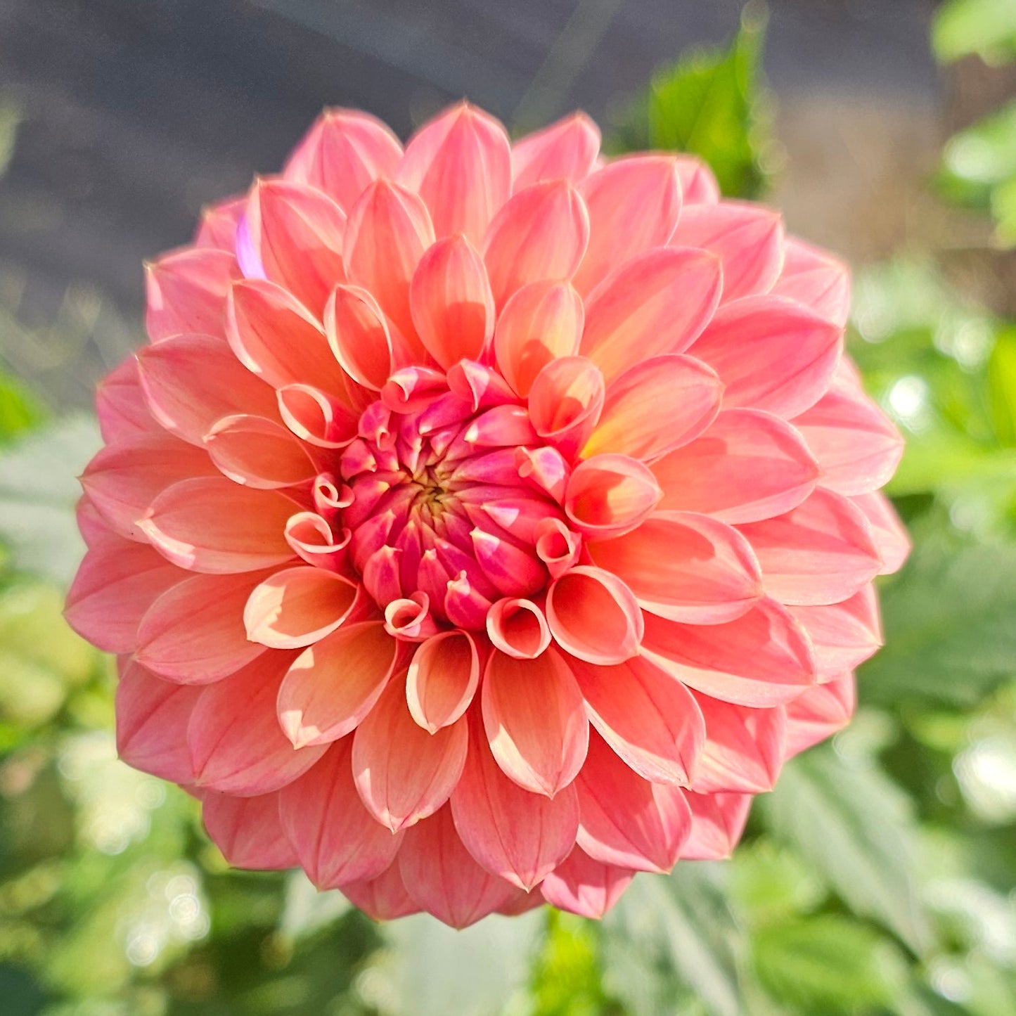 Mission Zest Dahlia