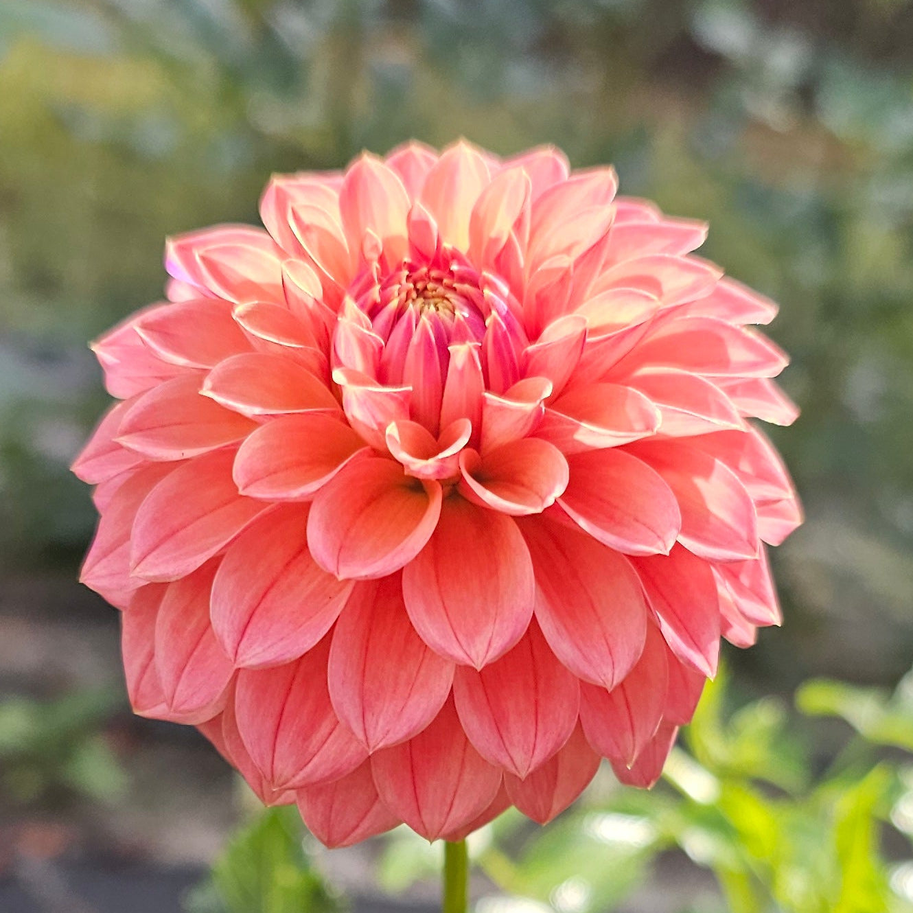 Mission Zest Dahlia