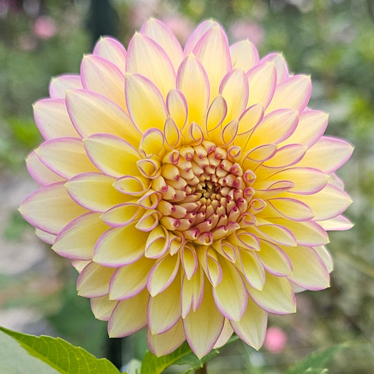 Bloomquist Blush Dahlia
