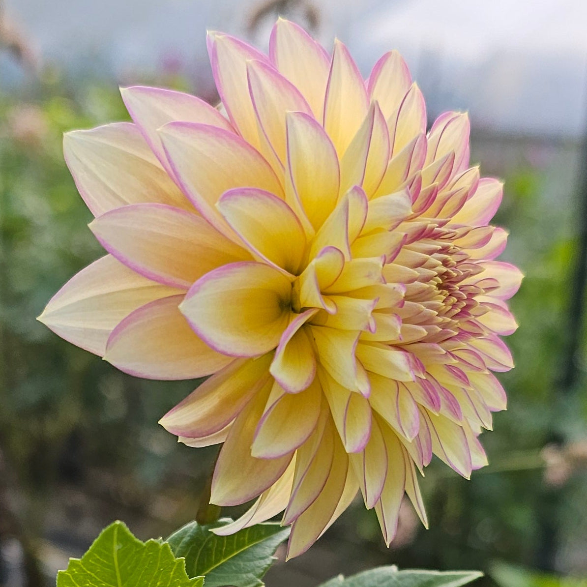 Bloomquist Blush Dahlia