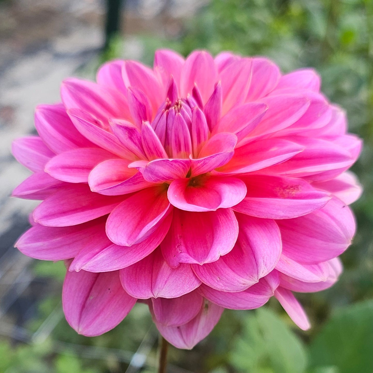 Southern Belle Dahlia