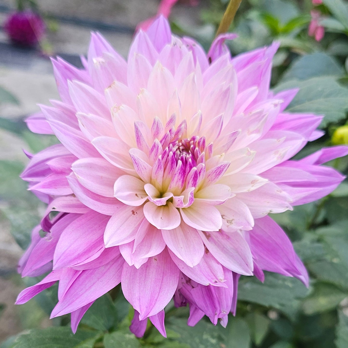 Labyrinth Two-Tone (Decor) Dahlia
