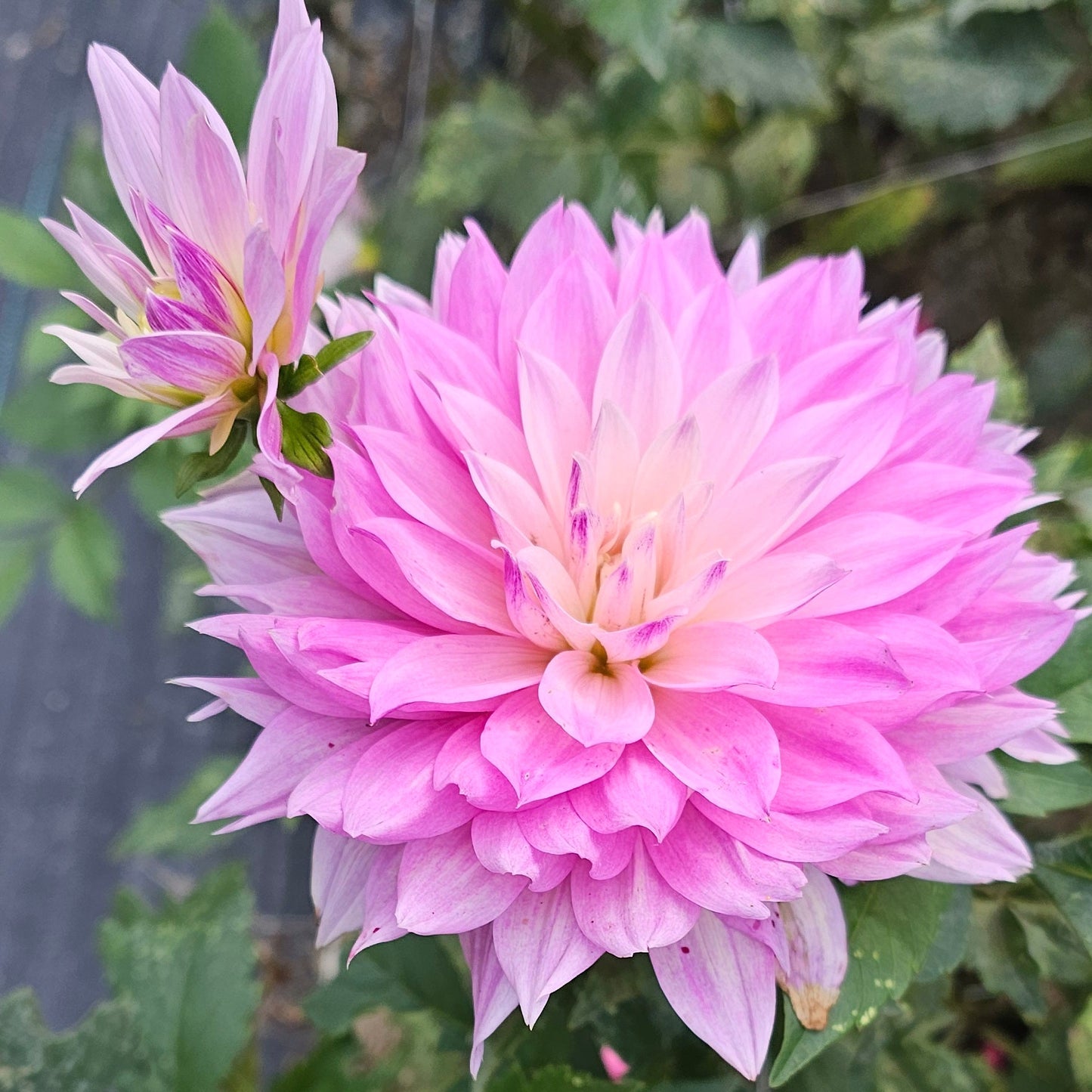 Labyrinth Two-Tone (Decor) Dahlia