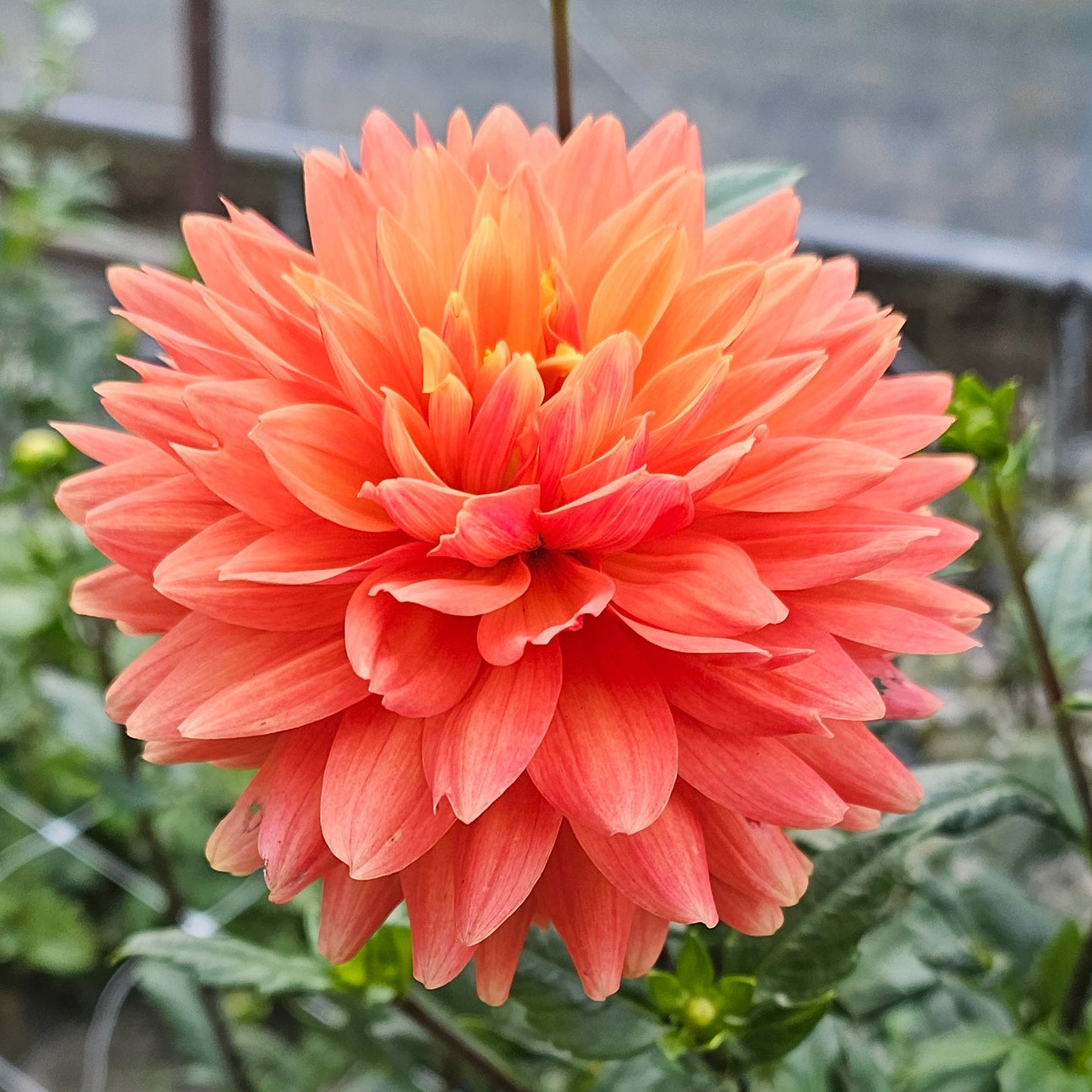 Renato Tosio Dahlia