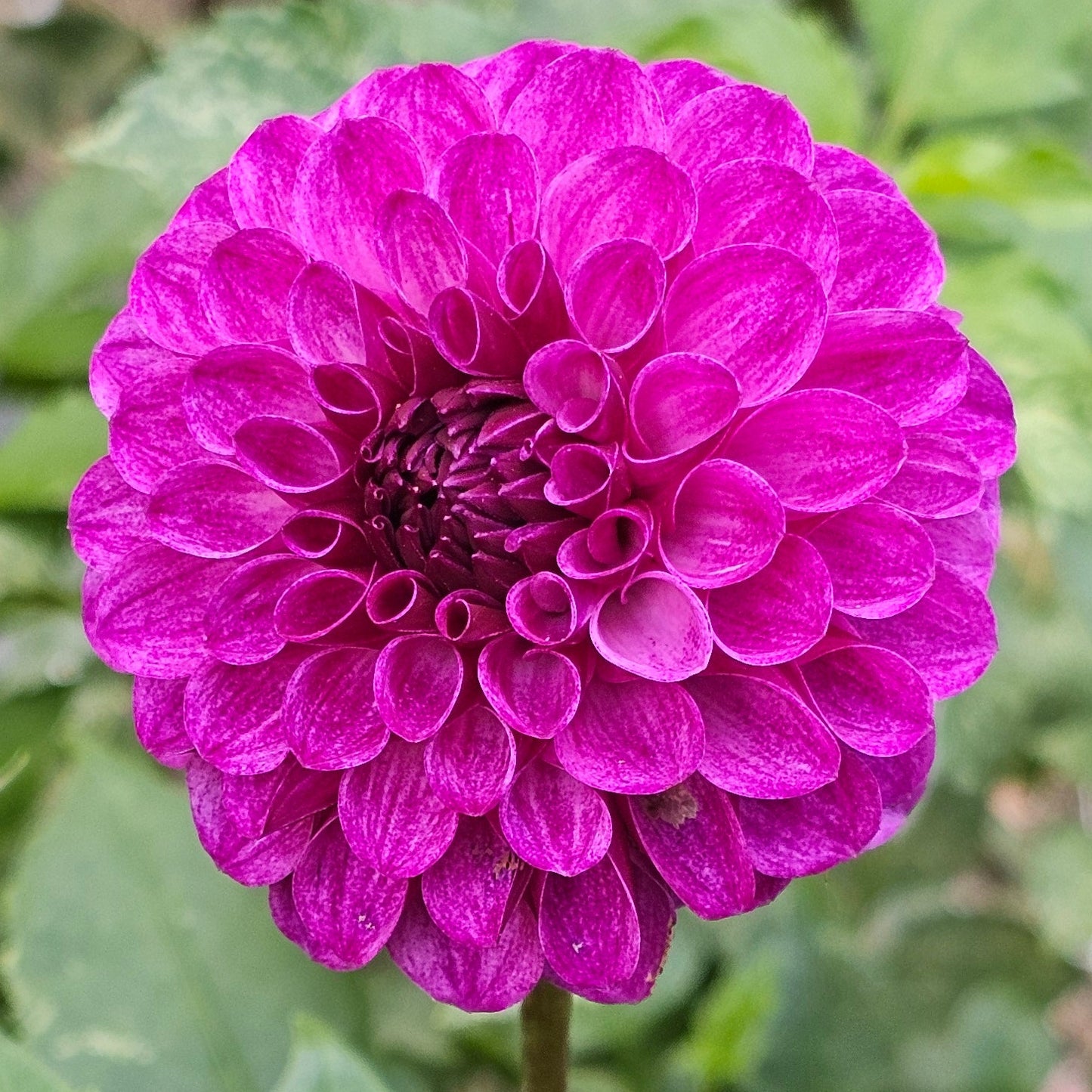 Robann Royal