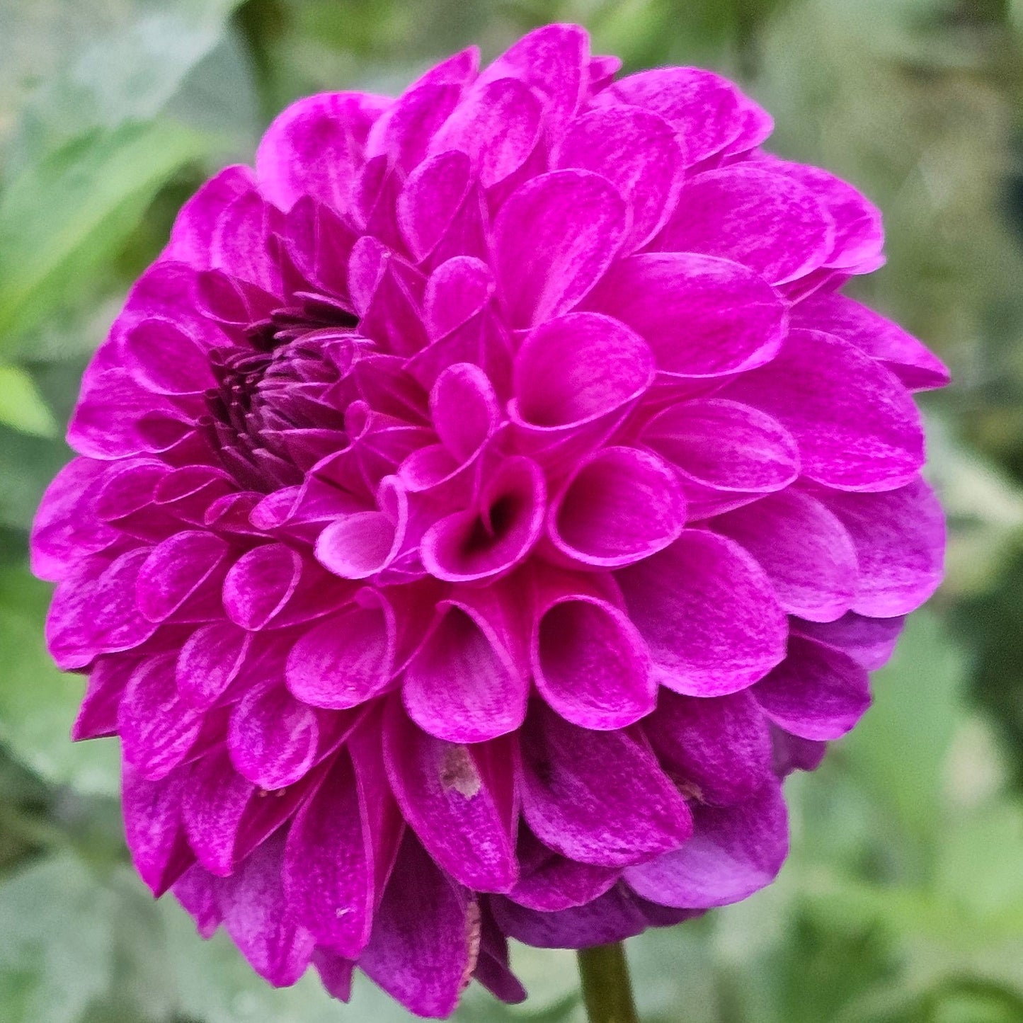 Robann Royal
