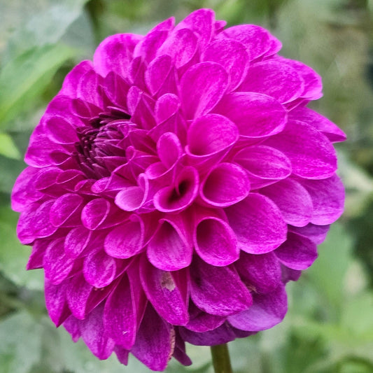 Robann Royal