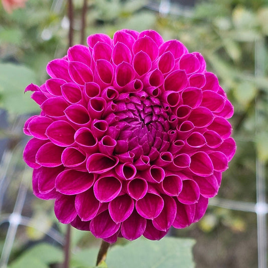 Barbarry Atlantean Dahlia