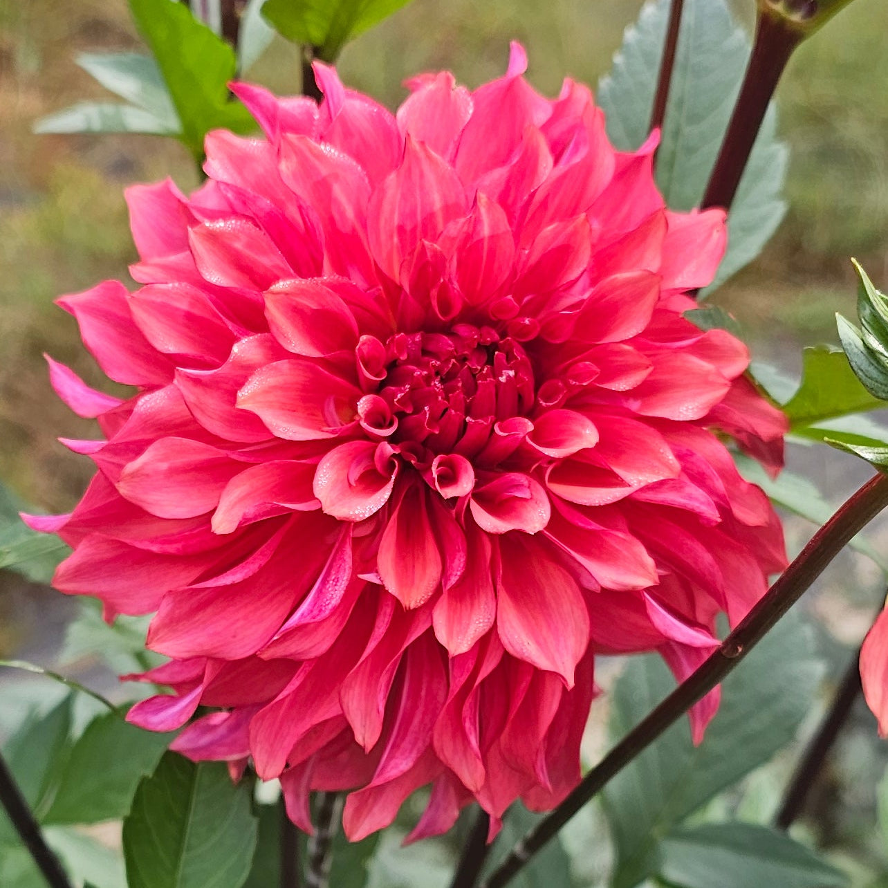 Lakeview Storm Dahlia