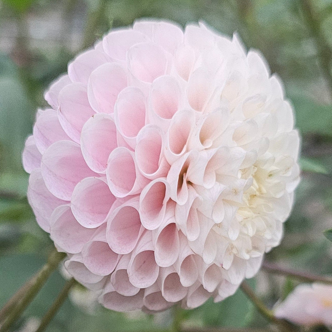 20th Ave Memory Dahlia – Lucky Penny Flower Farm