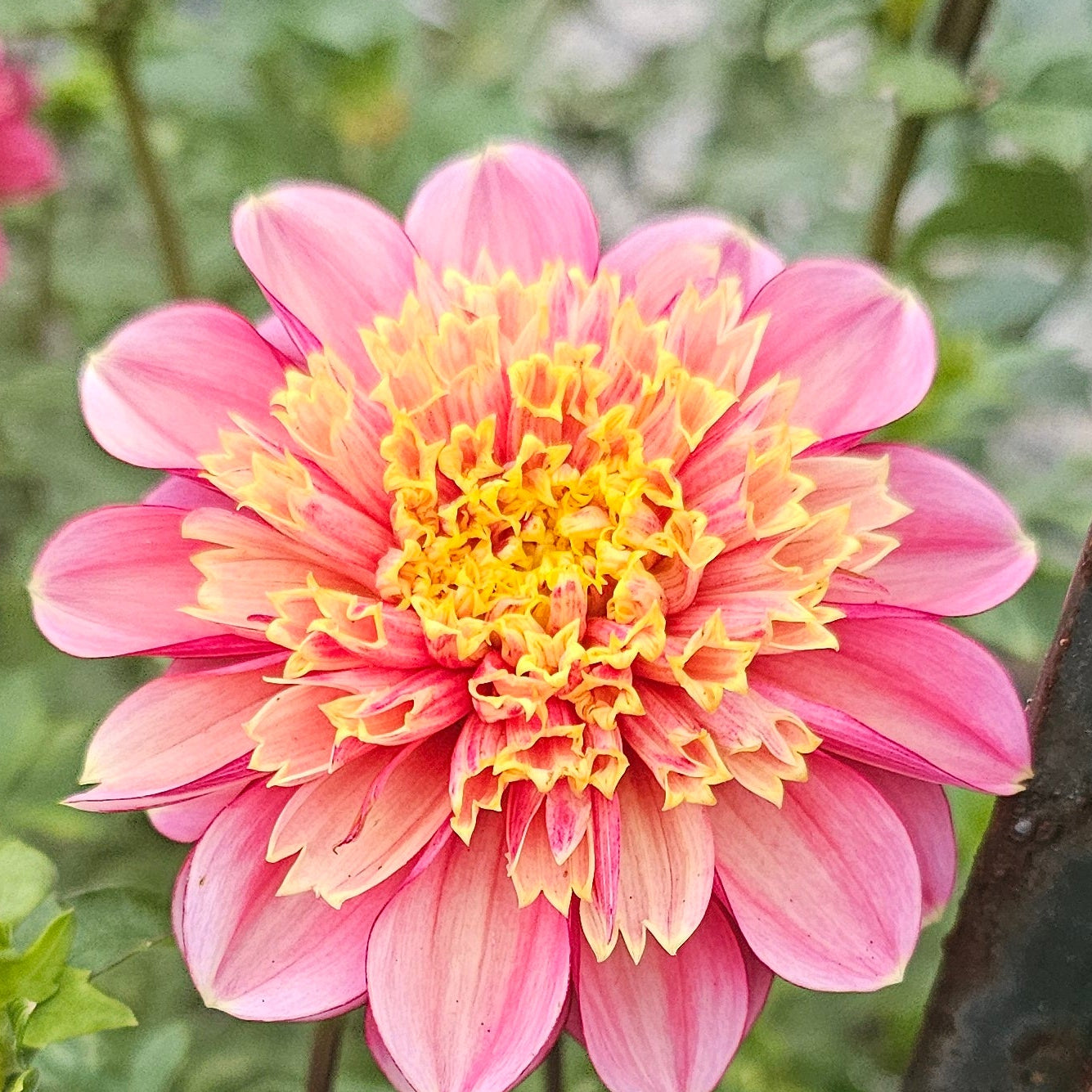 BJ's Rival Dahlia