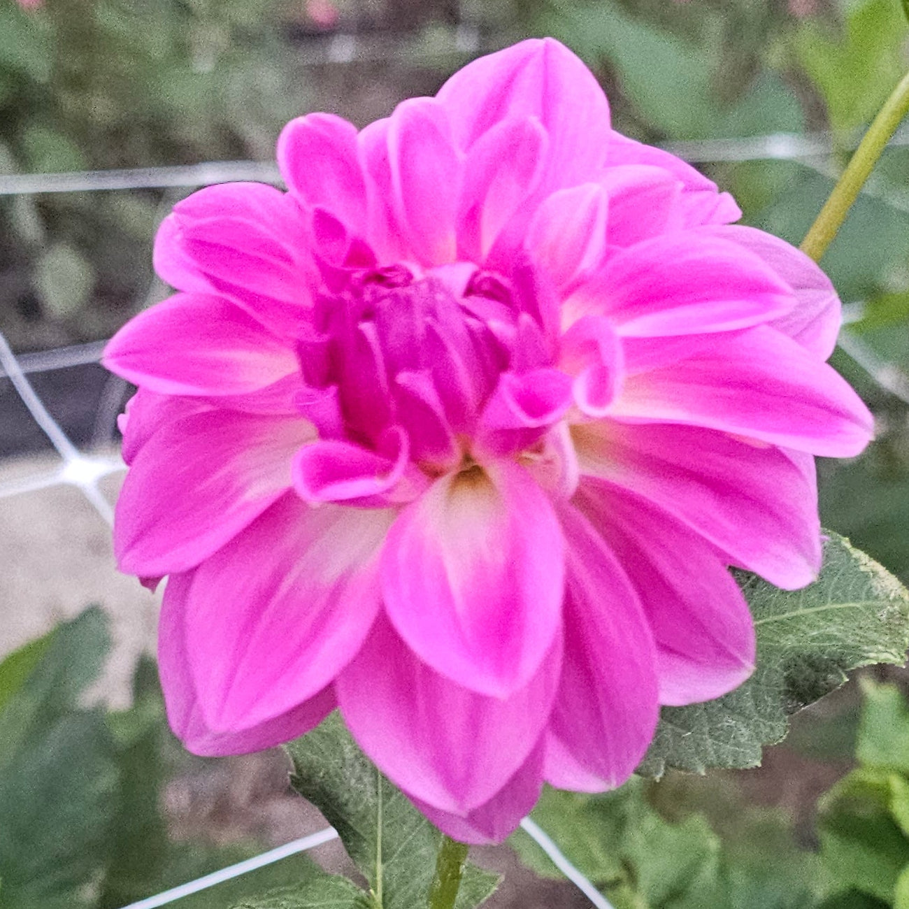 Rock Run Mark Dahlia