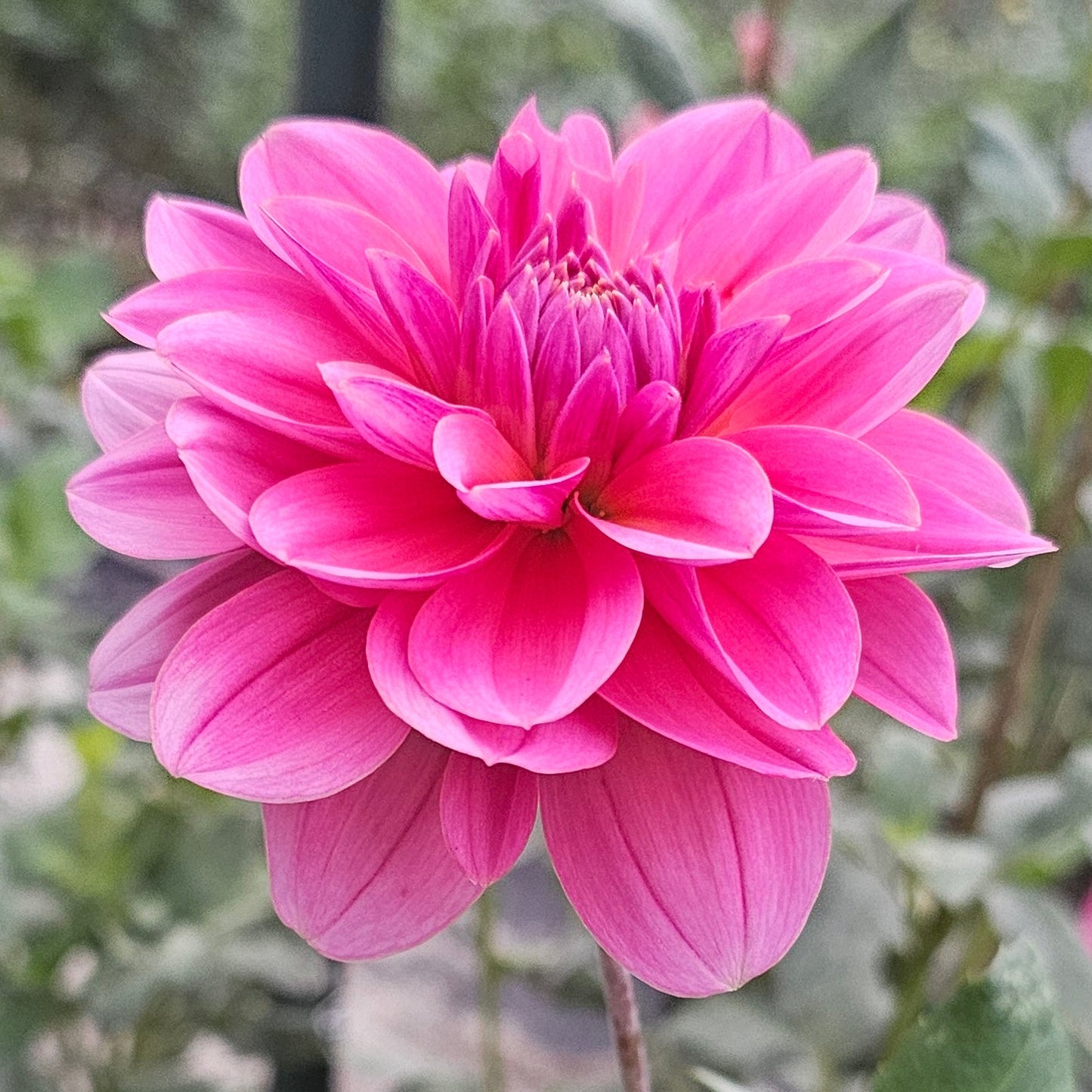 Southern Belle Dahlia