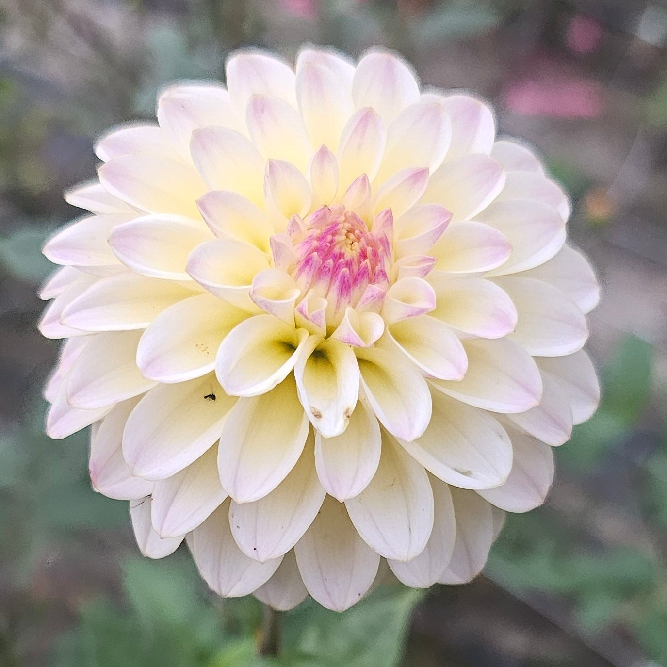 CHi Ree Paige Dahlia