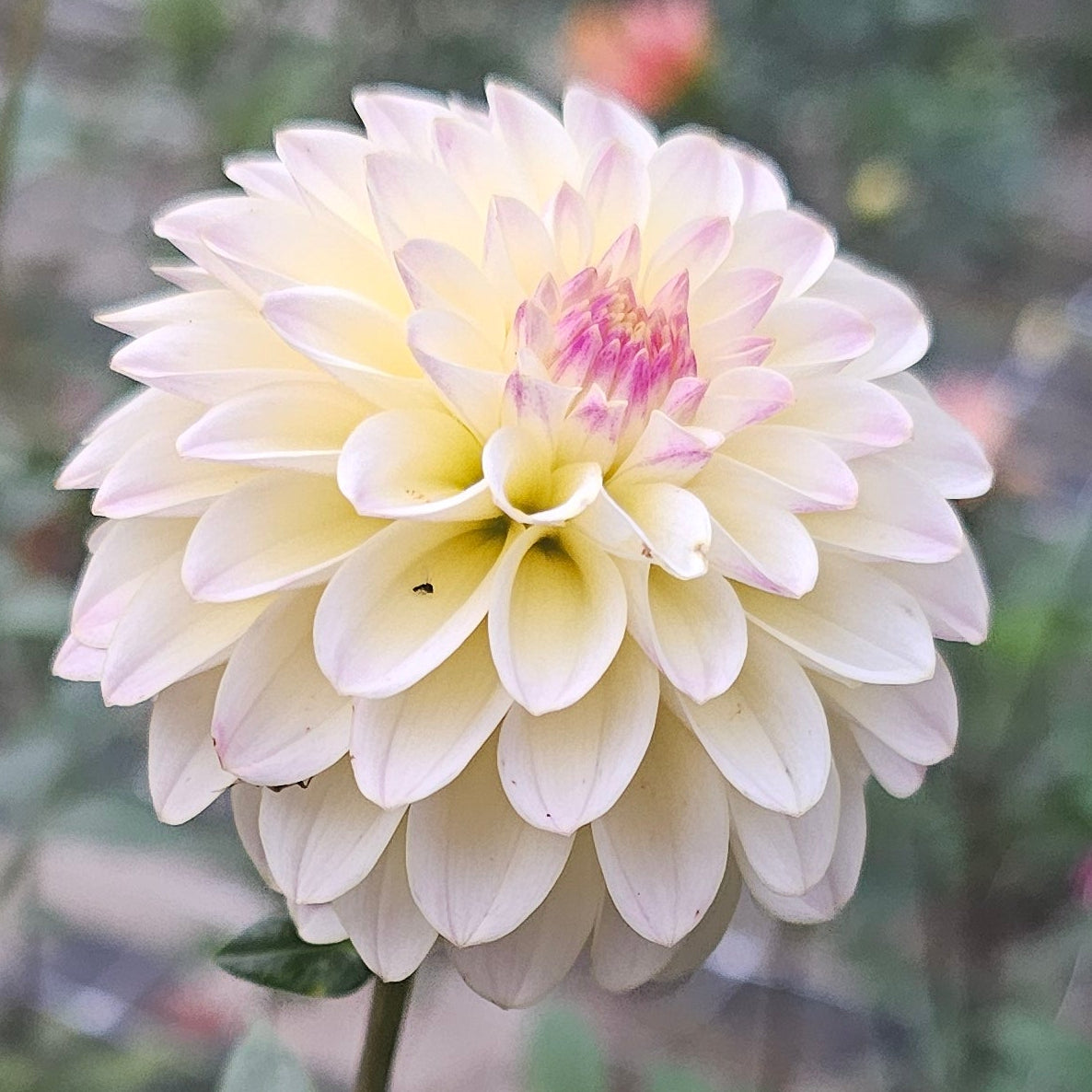 CHi Ree Paige Dahlia