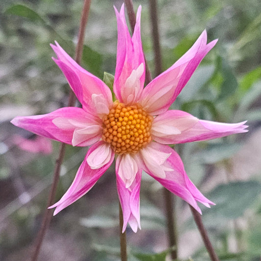 Lorona Dawn Dahlia