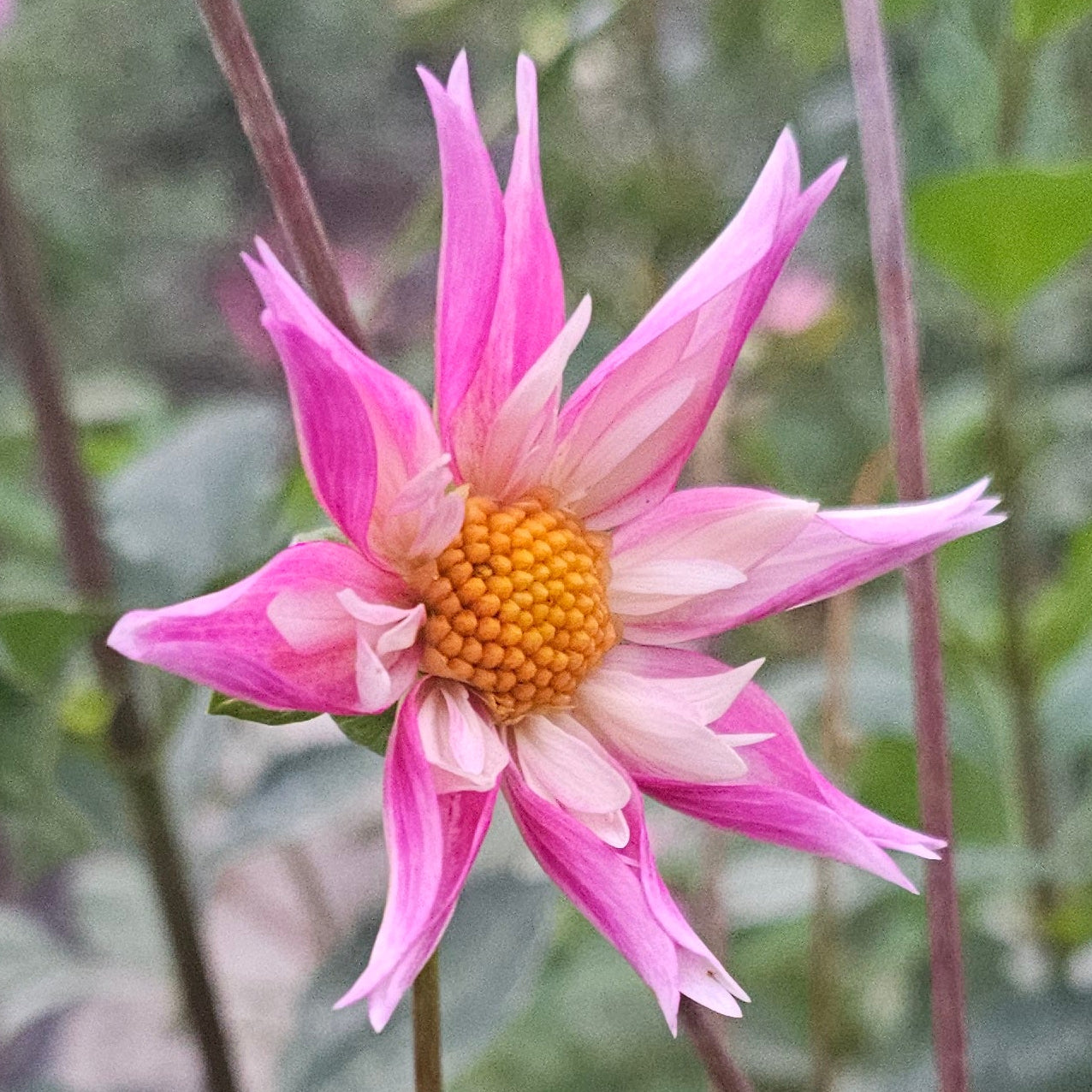 Lorona Dawn Dahlia
