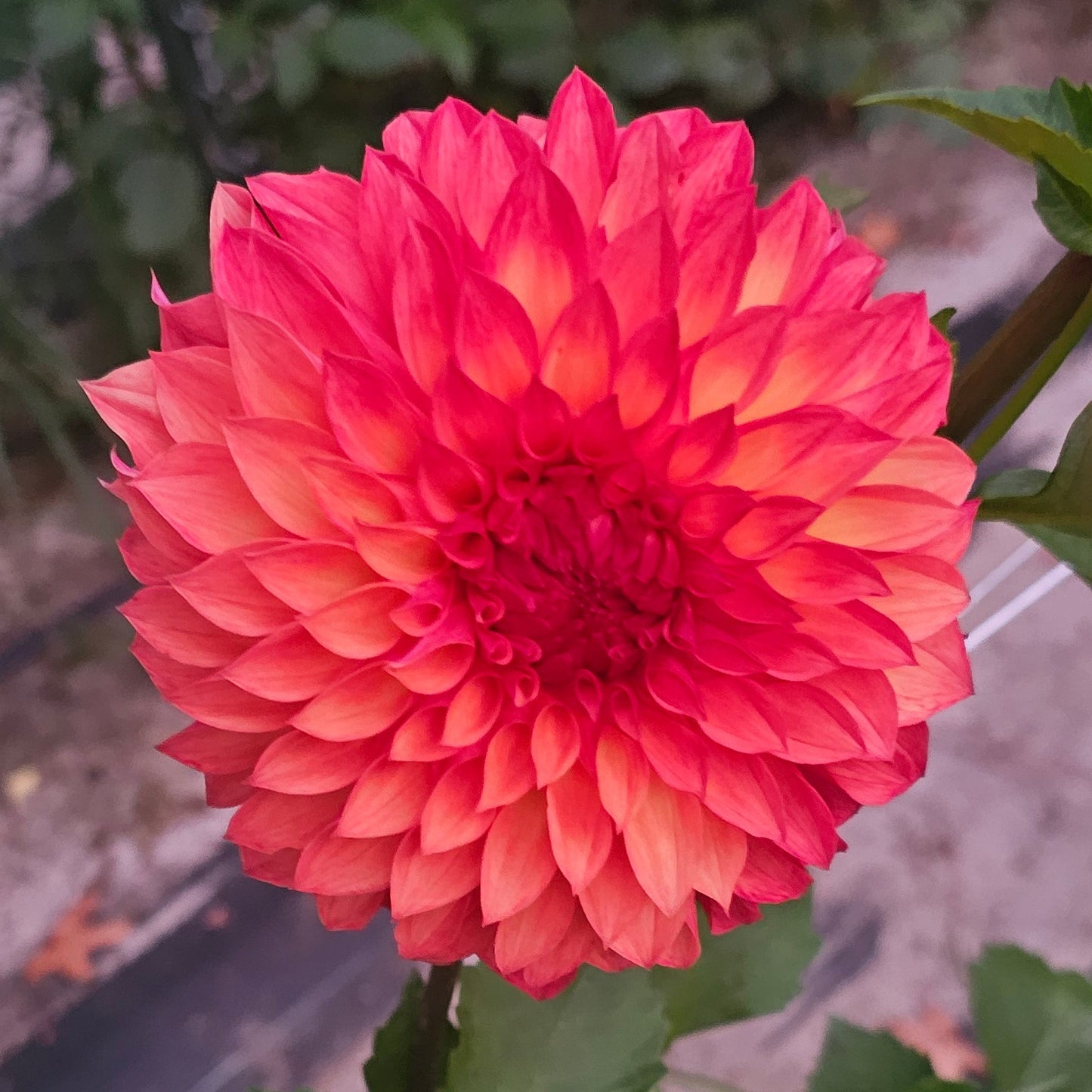 Verrone's Sandra J Dahlia